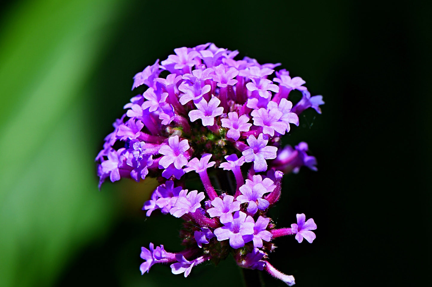 250 COMMON VERVAIN Verbena Officinalis European Herb Pink Purple Flower Seeds