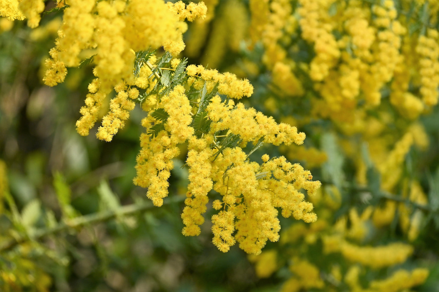10 GOLDEN MIMOSA Acacia Baileyana Yellow Wattle Tree Flower Seeds
