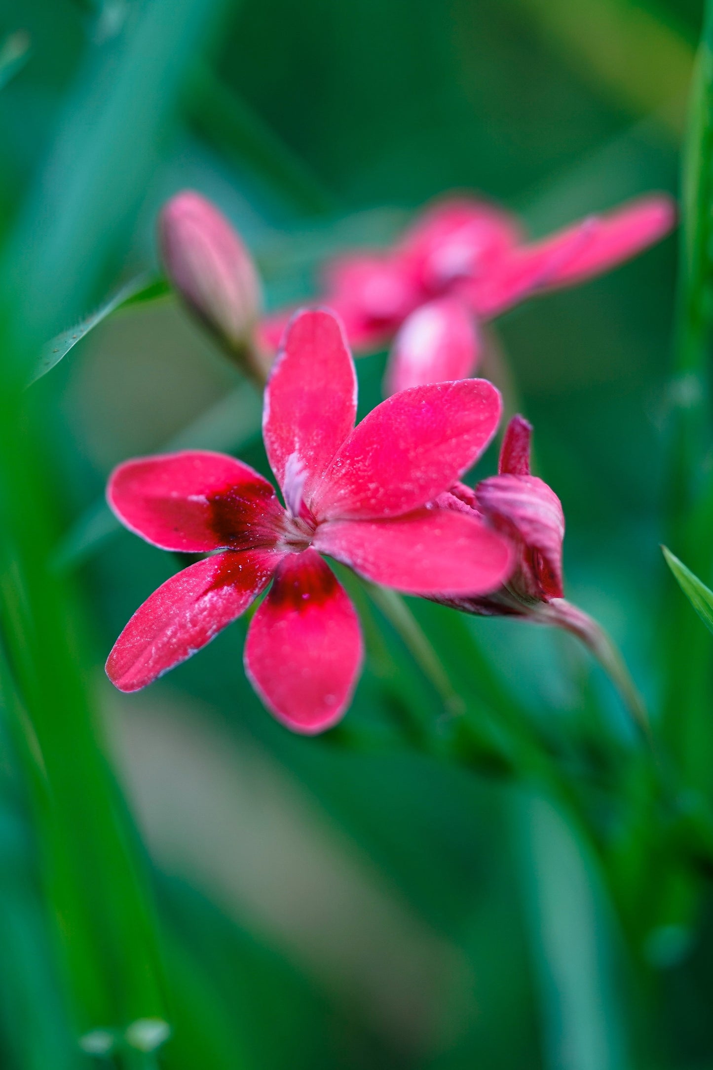 freesia flower seeds 20 PAINTED PETALS FREESIA Mixed Colors Anomatheca Laxa Red Blue Pink White Purple Flower Seeds