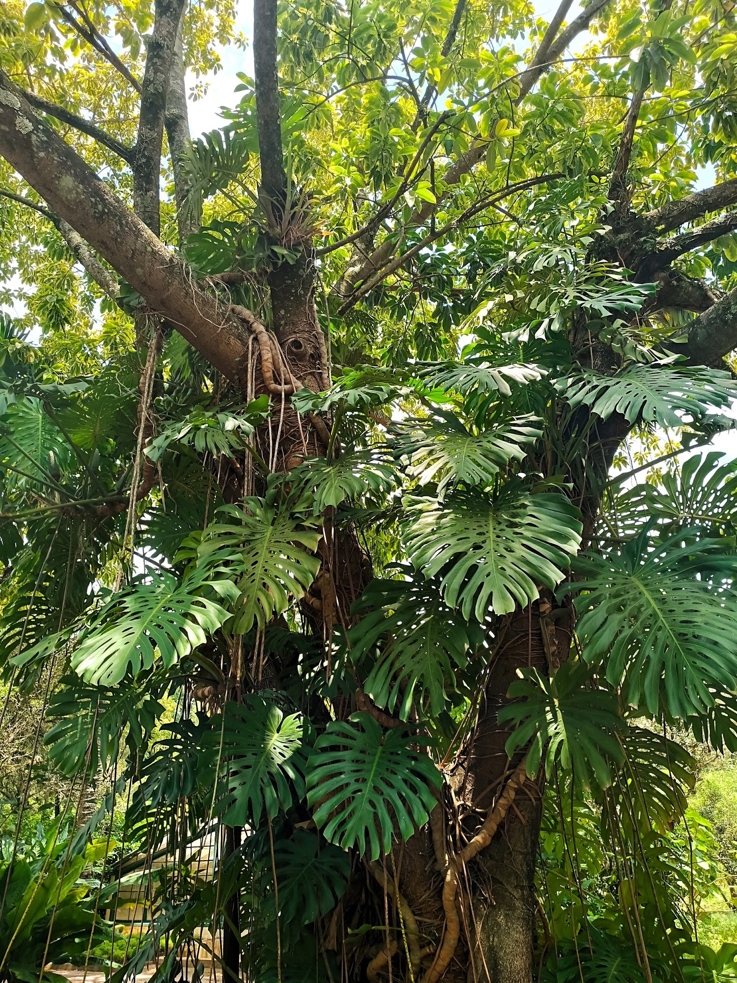 5 Organic SPLIT LEAF PHILODENDRON Monstera Deliciosa Swiss Cheese Plant Vine Seeds