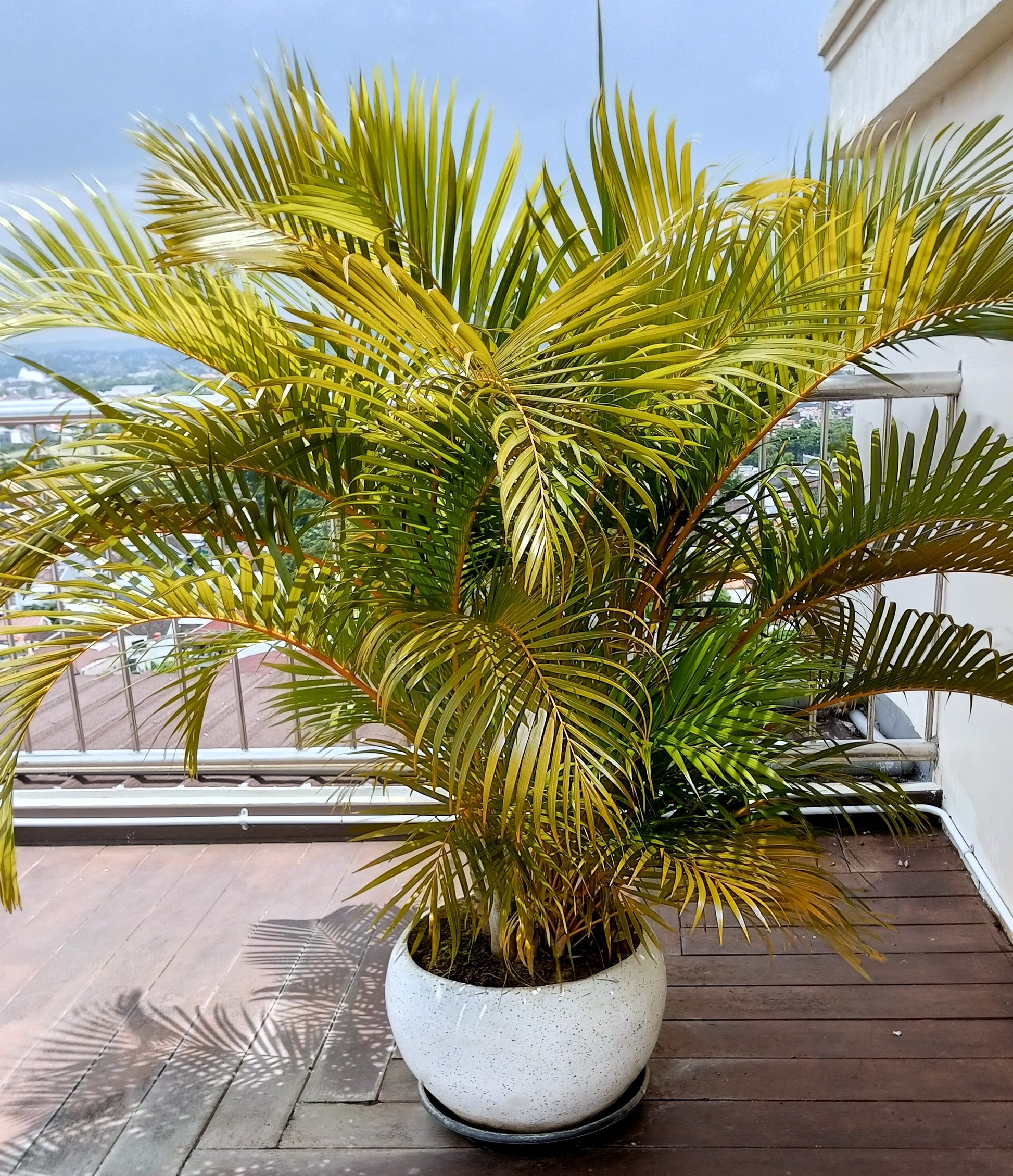 palm tree looking house plant 15 PARLOR PALM Neanthe Bella Palm Chamaedorea Elegans Tree Houseplant – Seedville USA
