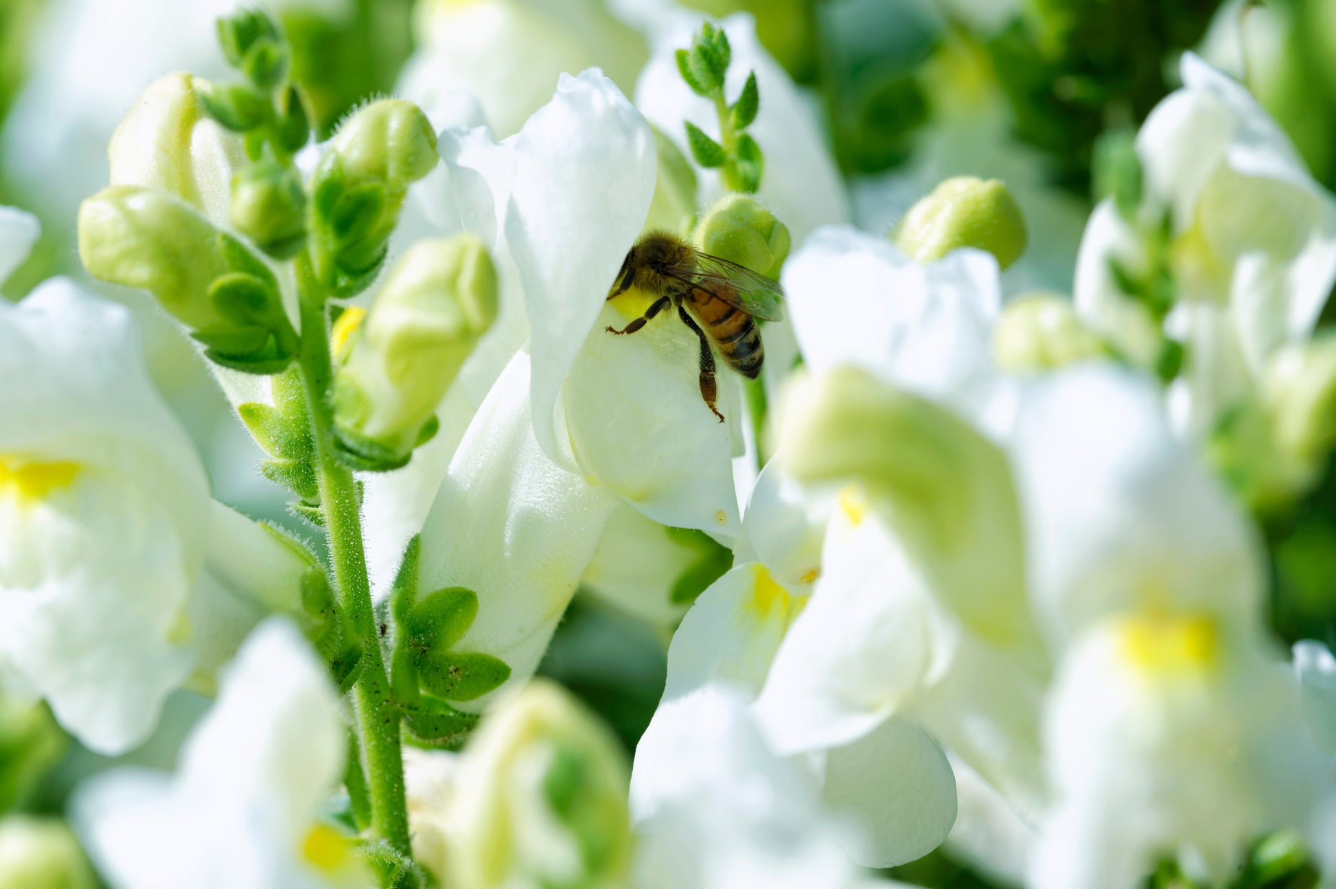 white flower seed dragon nest 250 WHITE SNOWFLAKE SNAPDRAGON Antirrhinum Majus Flower Seeds
