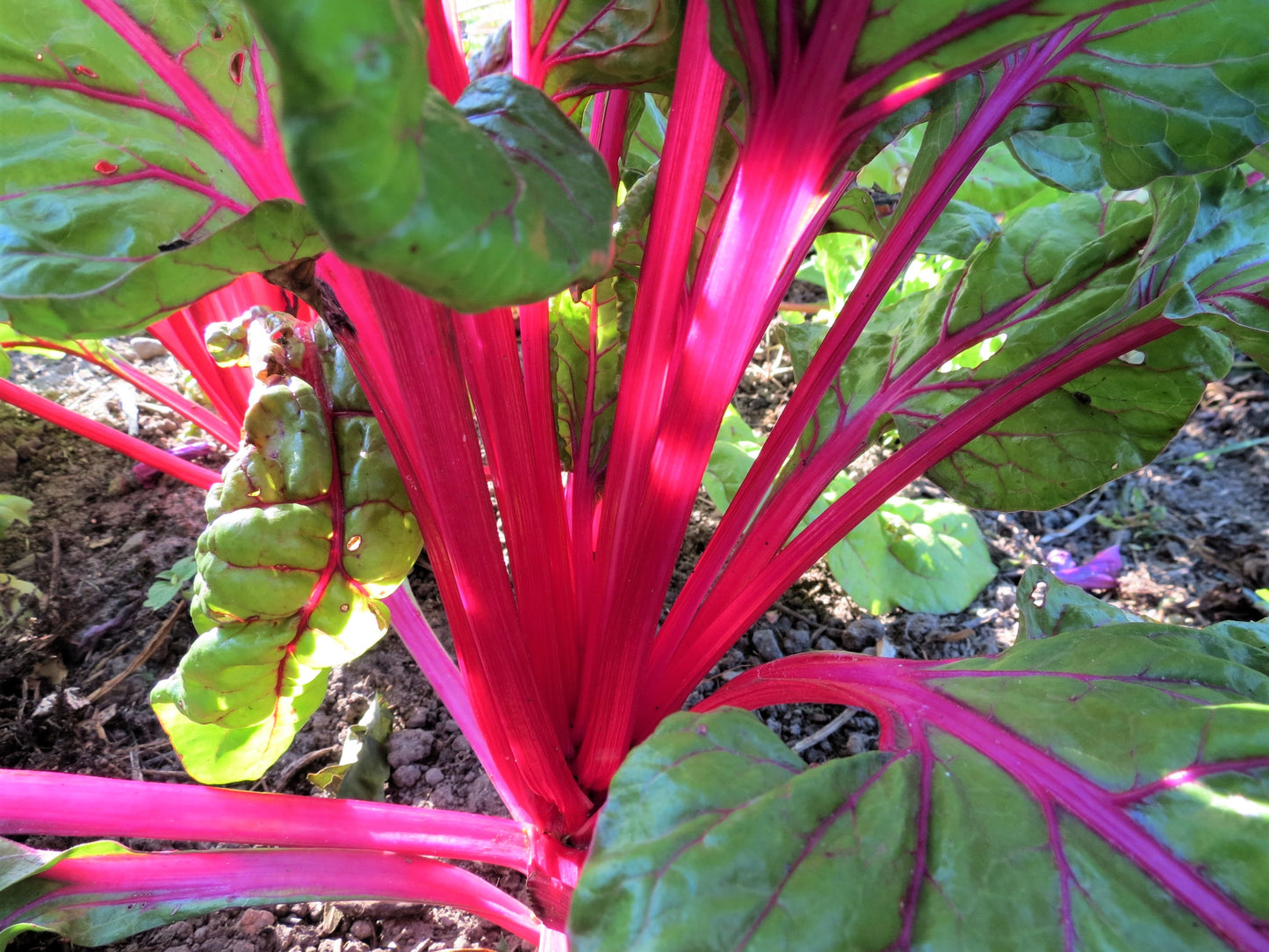 40 PINK LIPSTICK SWISS CHARD Vegetable Seeds Perpetual Spinach Beta Vulgaris Seeds