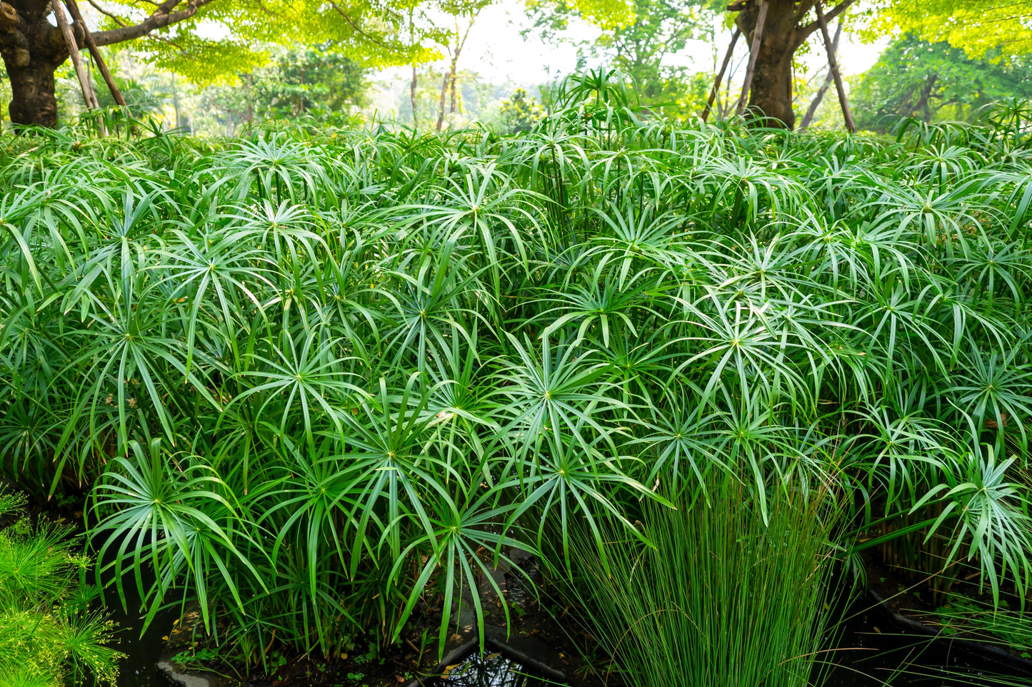 50 UMBRELLA PALM TREE Cyperus Involucratus Papayrus Sedge Seeds