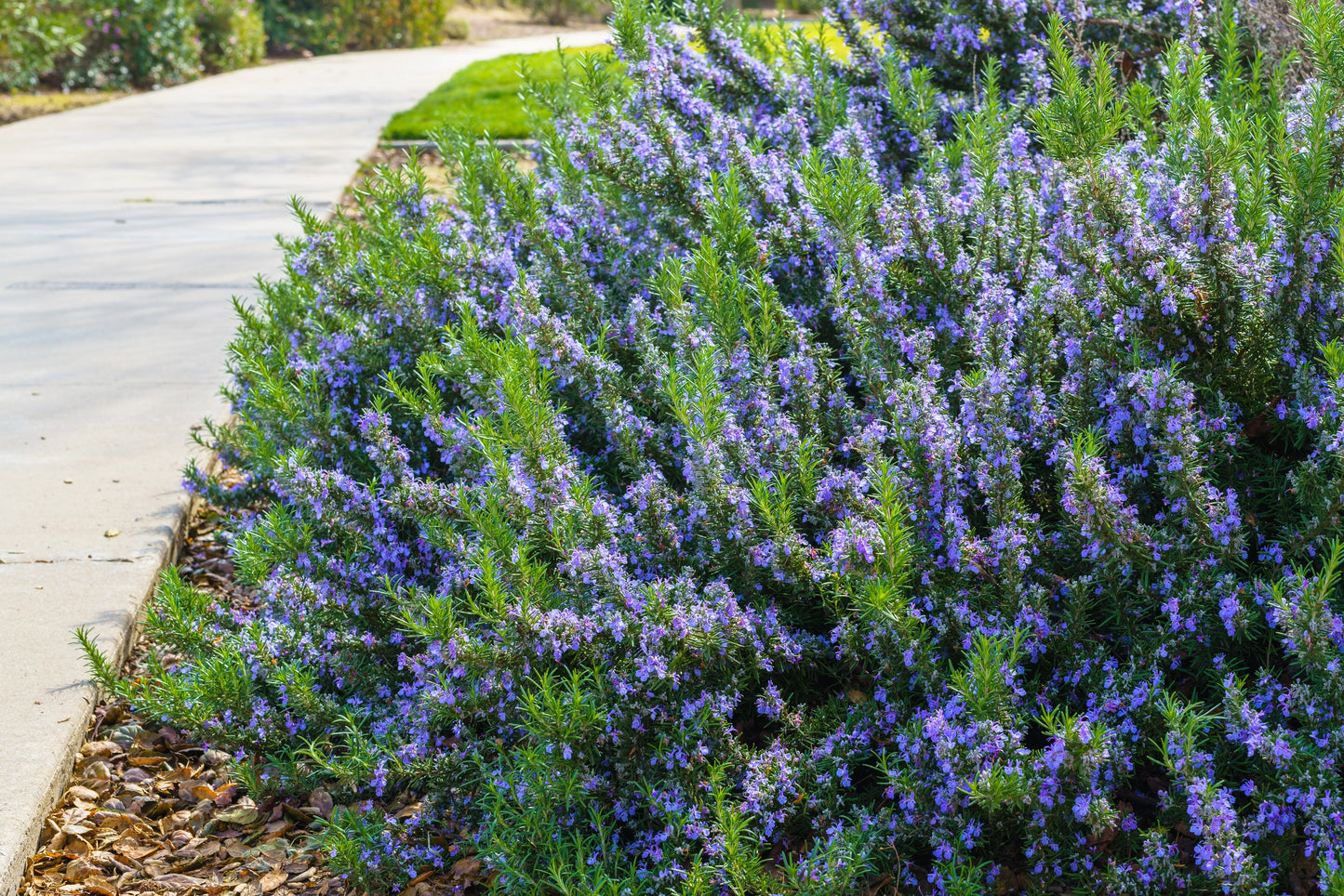 100 ROSEMARY Rosmarinus Officinalis Herb Flower Seeds