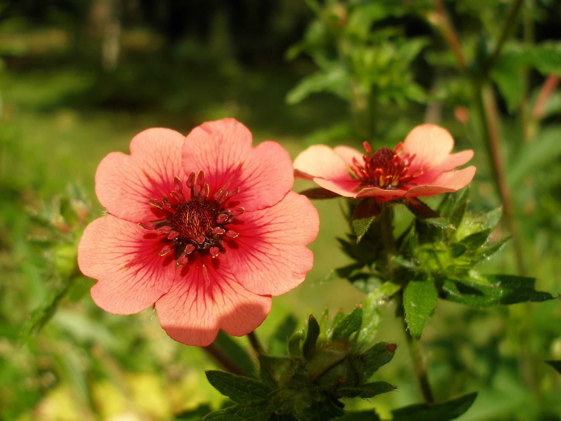 flower seeds in nepal 50 NEPAL CINQUEFOIL / POTENTILLA Nepalensis Pink Red Flower Seeds