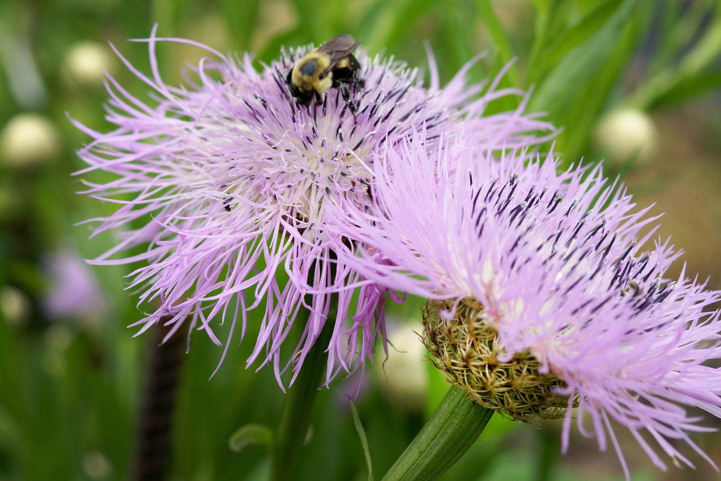 american basket flower seeds 25 AMERICAN ROSE (Centaurea Aloha / American Starflower / American Basket Flower / America Starthistle) Centaurea Americana Flower Seeds