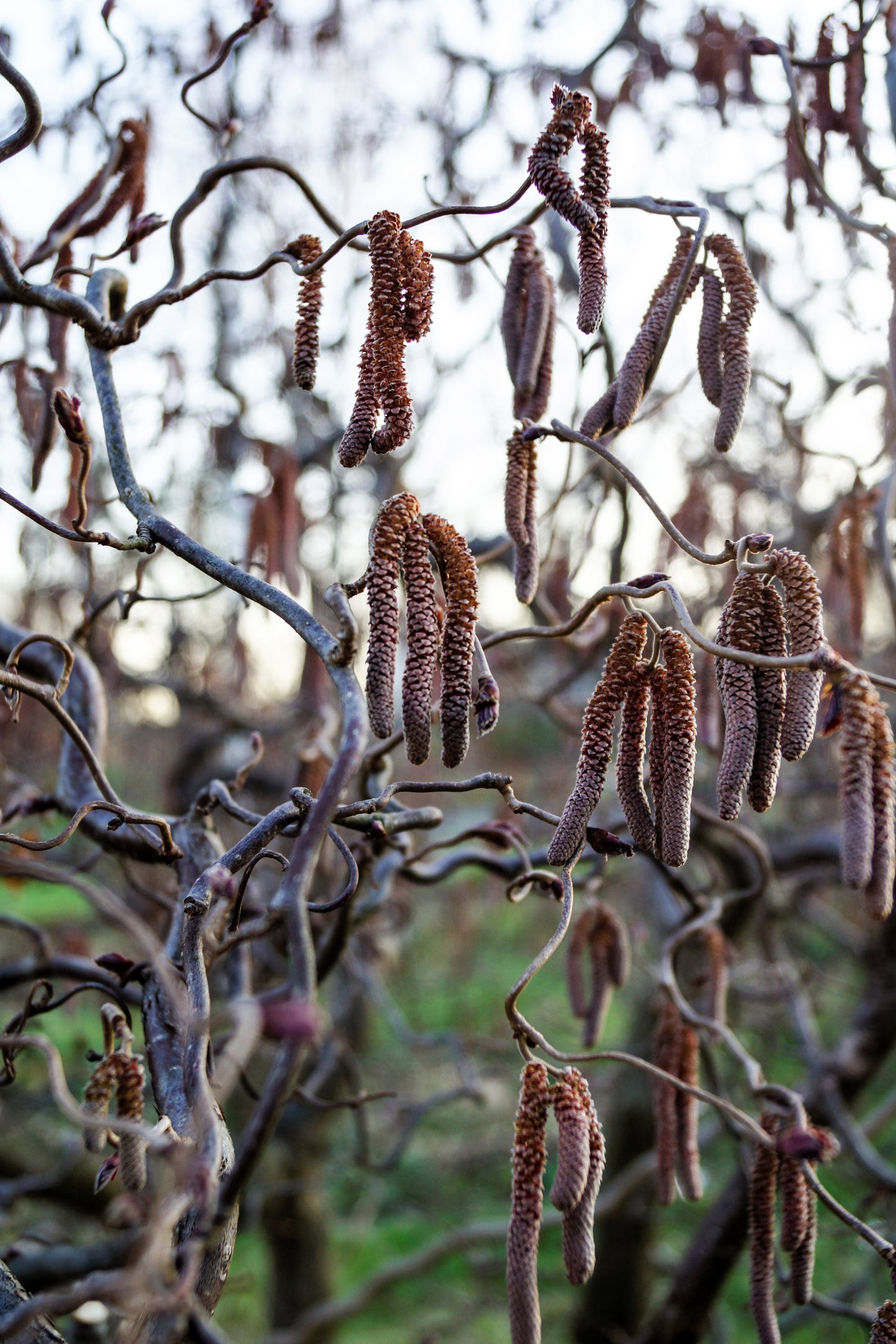 plant hazelnut tree from seed 5 EUROPEAN HAZELNUT TREE aka Common Filbert Corylus Avellana Fruit Nut – Seedville USA