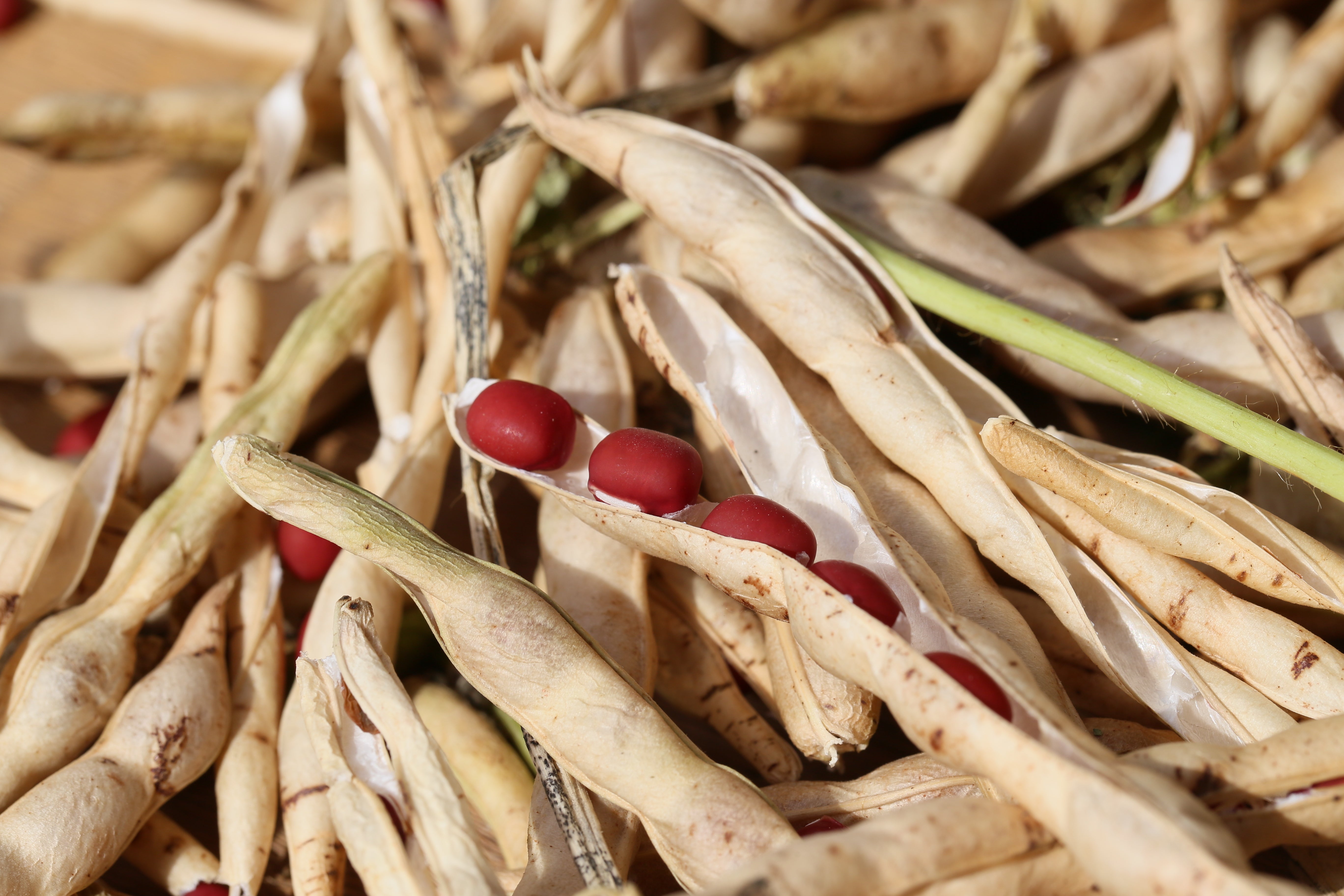 50 ADZUKI BEAN Aduki Red Bean Maroon Phaseolus Angularis Legume