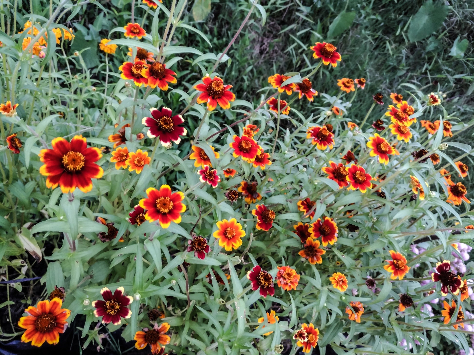 persian carpet flower seeds 75 Mixed Colors PERSIAN CARPET ZINNIA Zinnia Haageana Flower Seeds