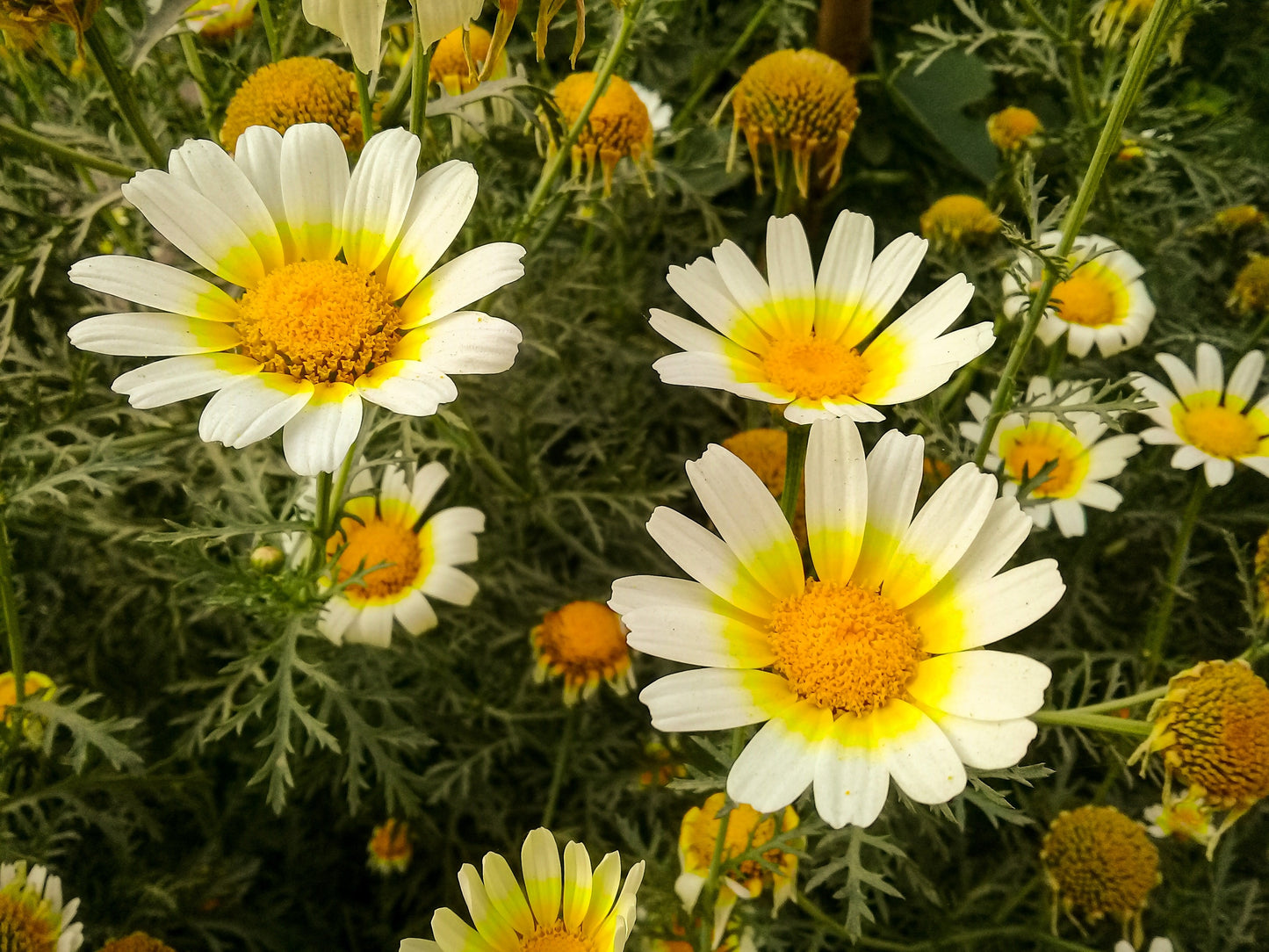 1000 GARLAND CROWN DAISY Chrysanthemum Coronarium Glebionis Flower Seeds