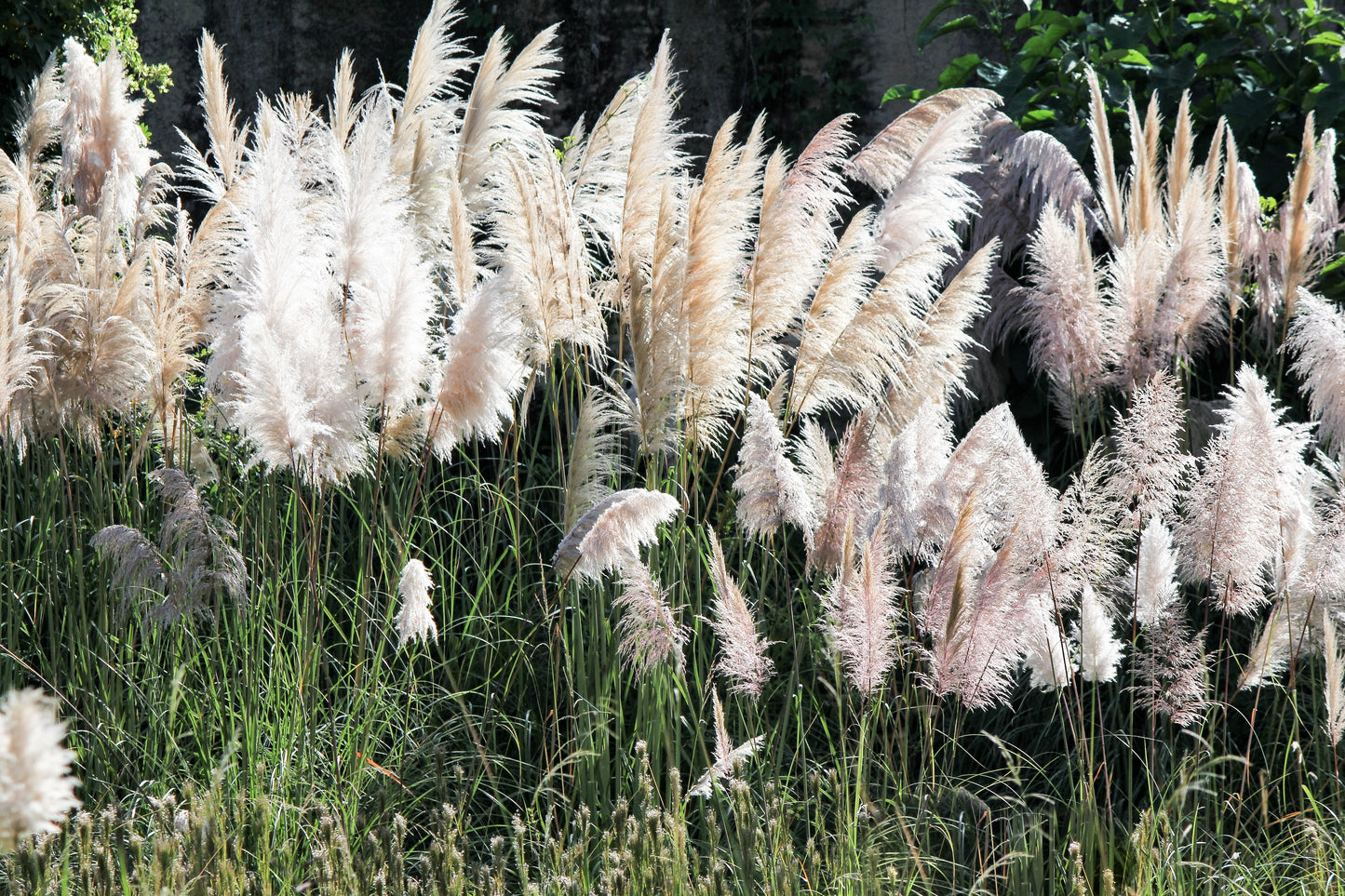 200 WHITE PAMPAS GRASS Cortaderia Selloana Ornamental Flower Seeds