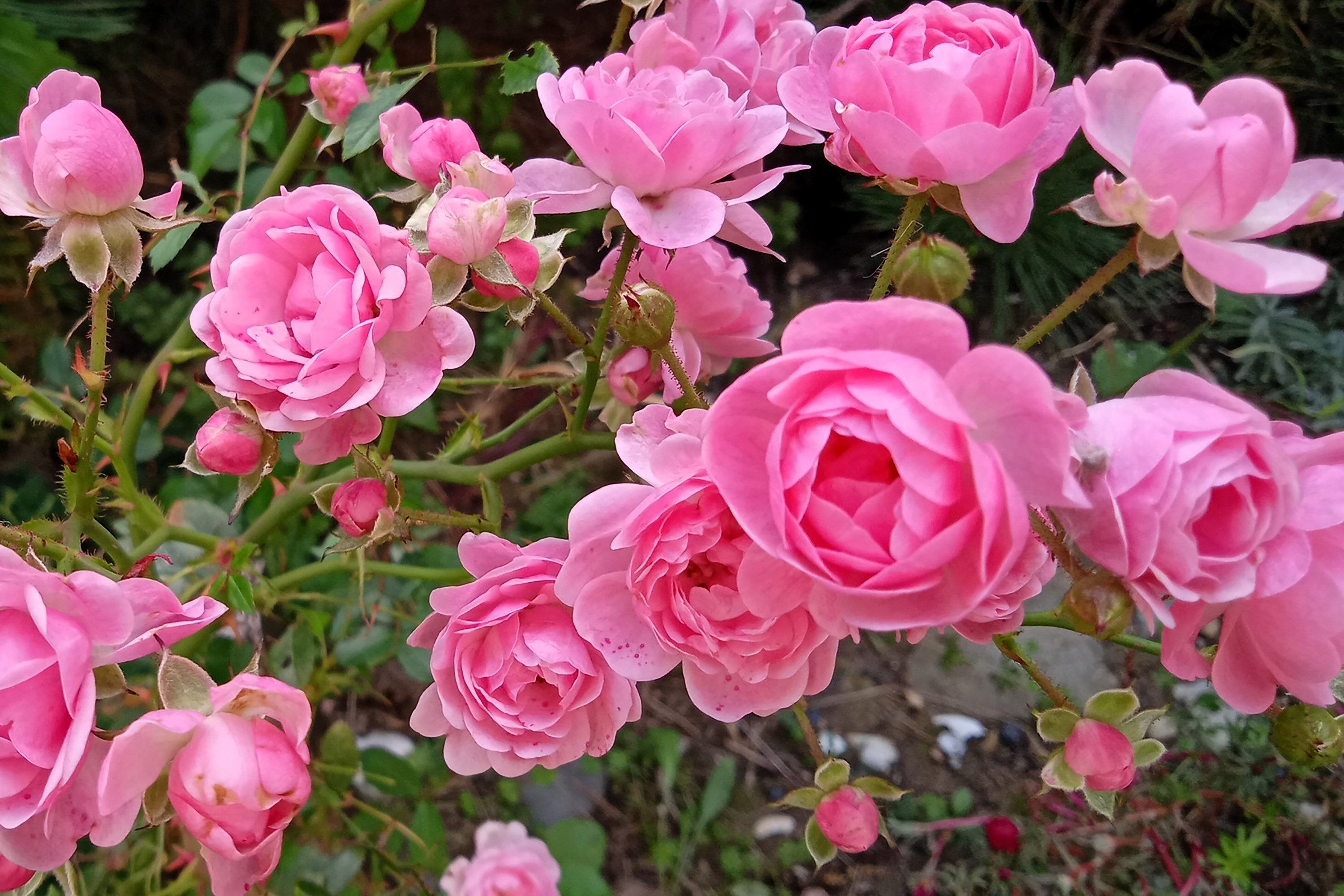 5 PINK ROSE Rosa Bush Shrub Perennial Flower Seeds – Seedville USA