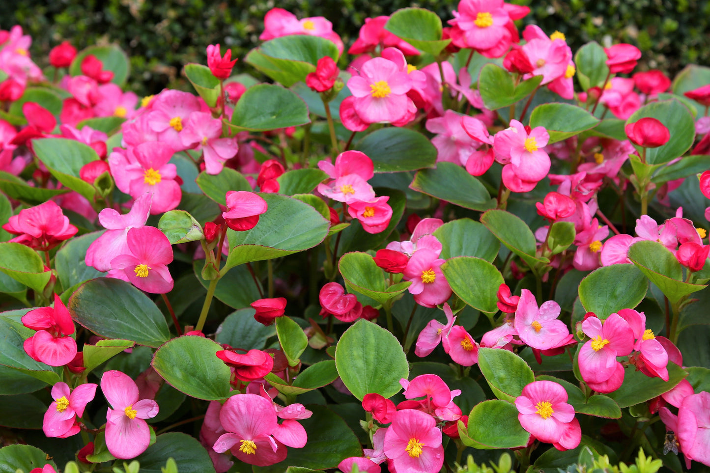 100 Rose PINK WAX BEGONIA Semperflorens Fibrous Shade Flower Seeds