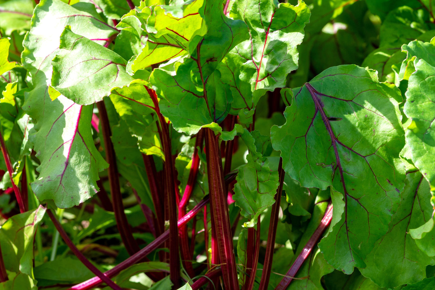 300 RHUBARB RED SWISS CHARD Perpetual Spinach Beta Vulgaris Vegetable Seeds