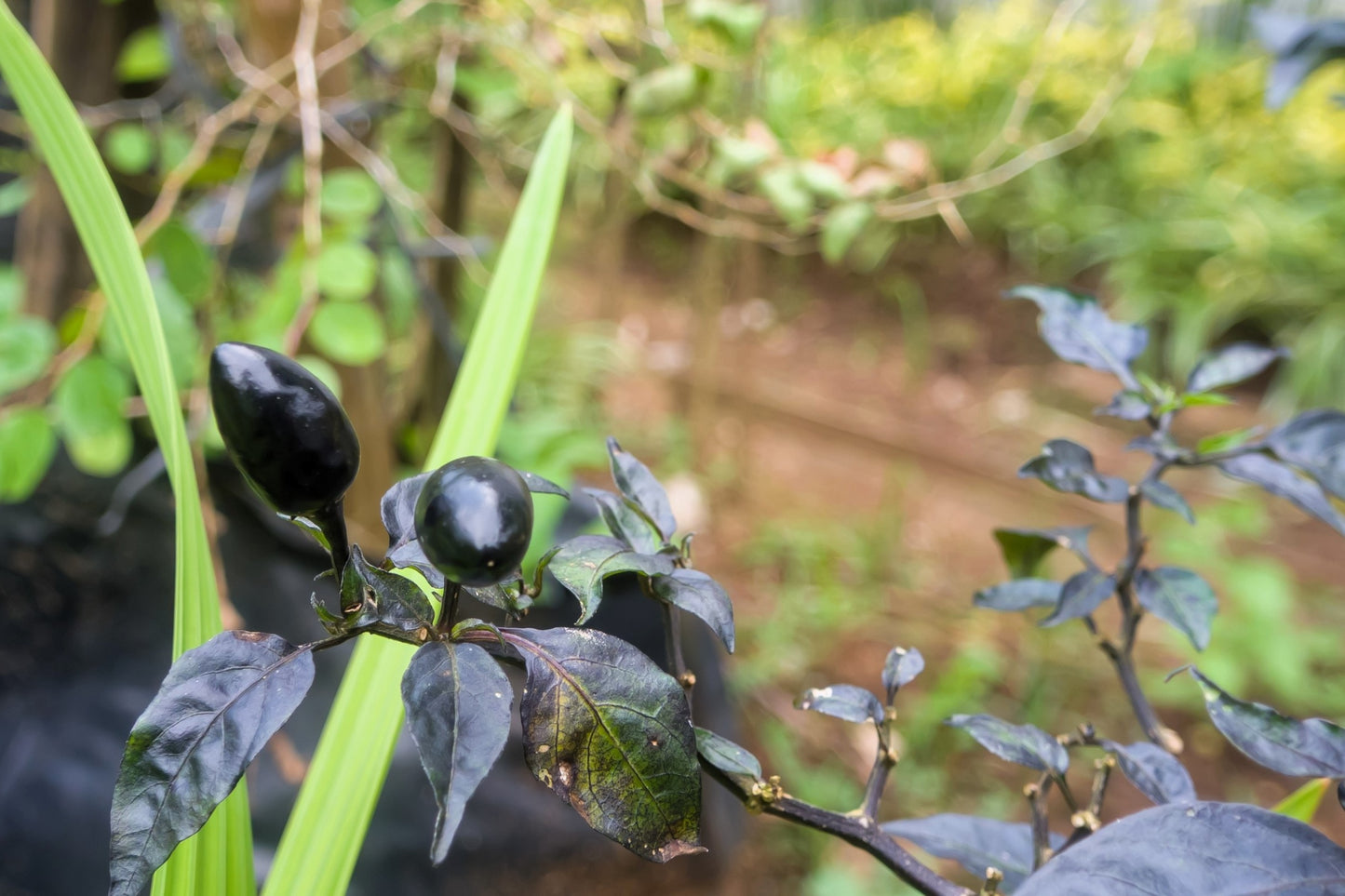 25 BLACK HUNGARIAN PEPPER Capsicum Annuum Mildly Hot Vegetable Seeds