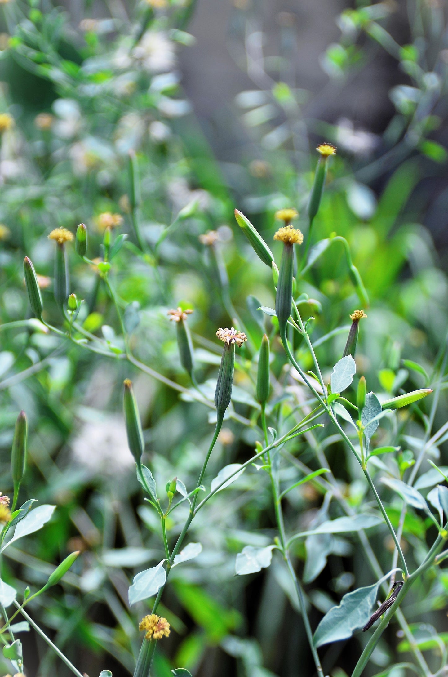 25 PAPALO Yerba Porosa, Summer Cilantro, Bolivian Coriander, Porophyllum Ruderale Culinary Herb Seeds