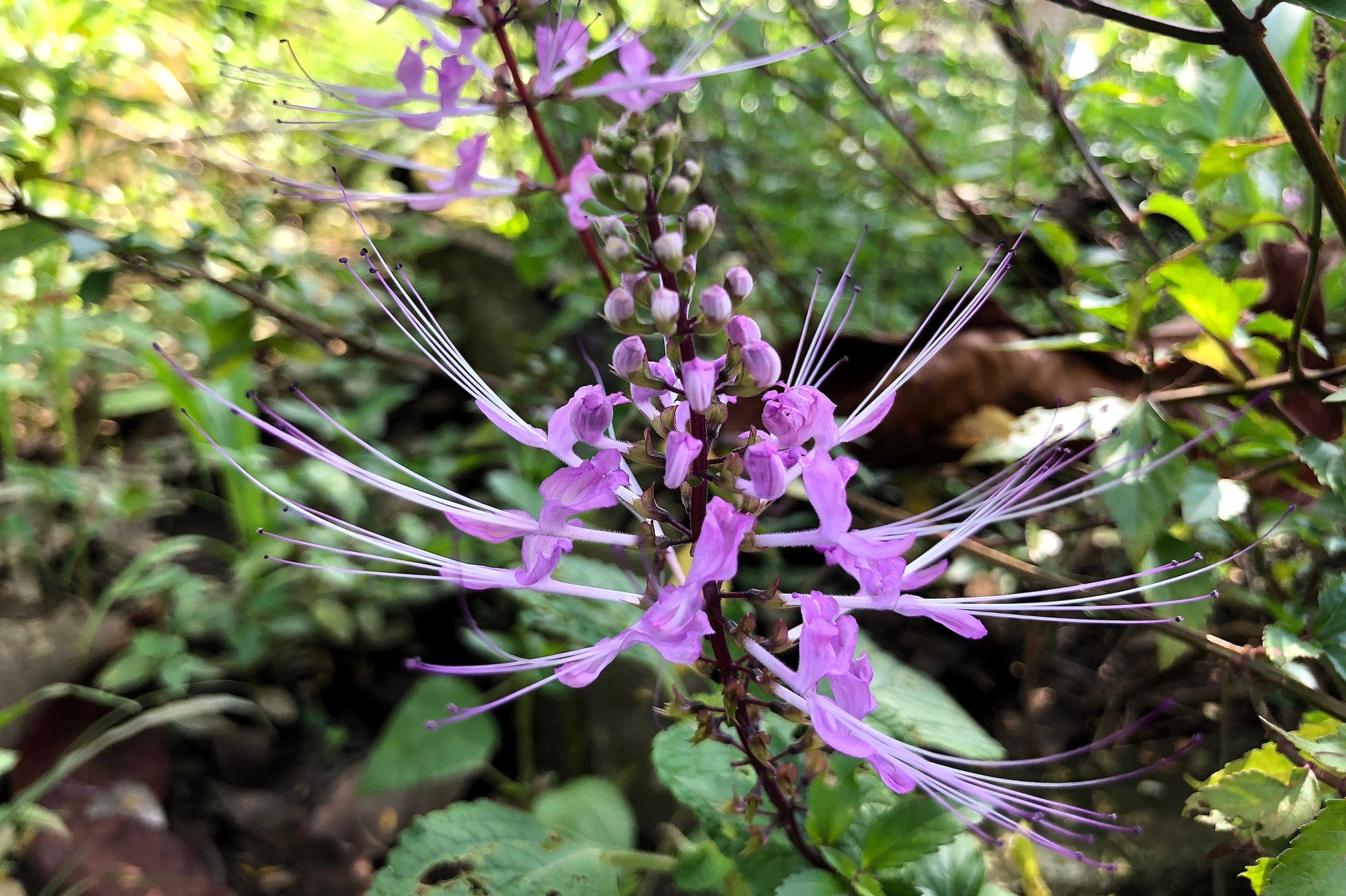 patchouli plant seeds 5 TRUE PATCHOULI SHRUB Fragrant Patchouly Pogostemon Cablin Herb Seeds