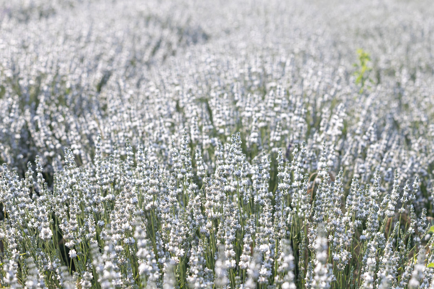 20 WHITE LAVENDER English Lavandula Angustifolia Herb Flower Seeds