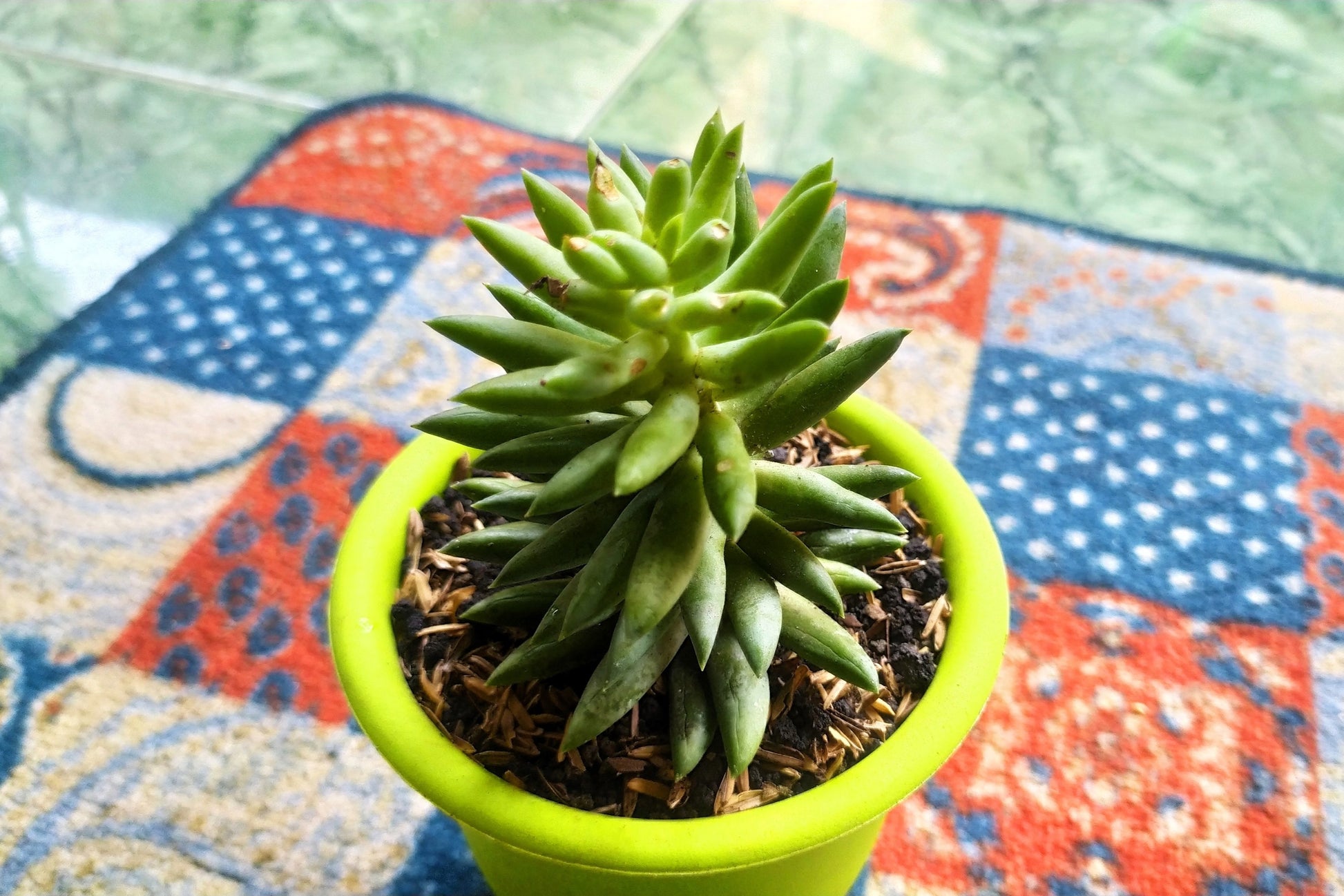 rock pine succulent 50 ROCK PINE Orostachys Japonica Multicolored Succulent Pink Flower Houseplant Seeds
