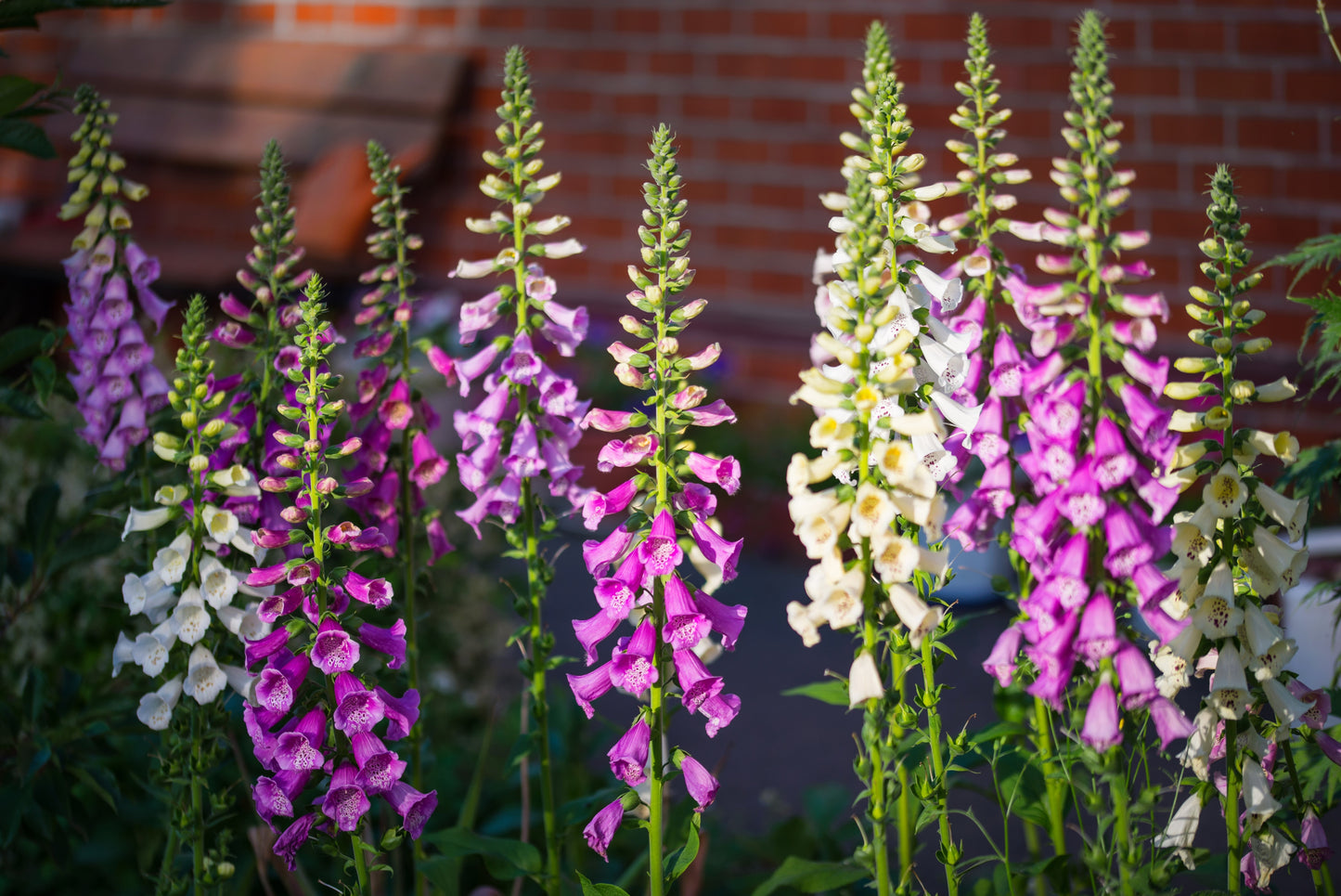 1000 FOXGLOVE EXCELSIOR MIX Digitalis Purpurea Mixed Colors Shade Flower Seeds