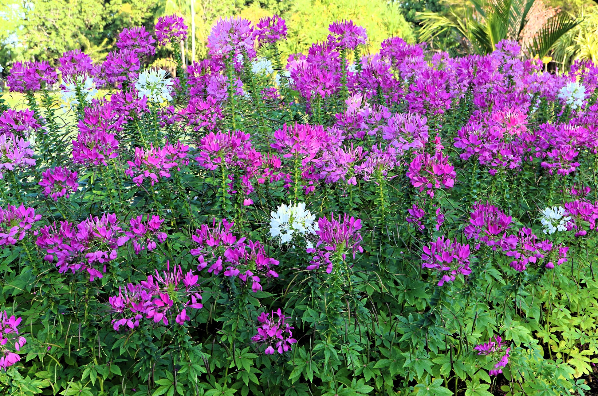green and purple spider plant 100 VIOLET QUEEN CLEOME Hassleriana Cleome Spinosa Purple Spider Flowe – Seedville USA