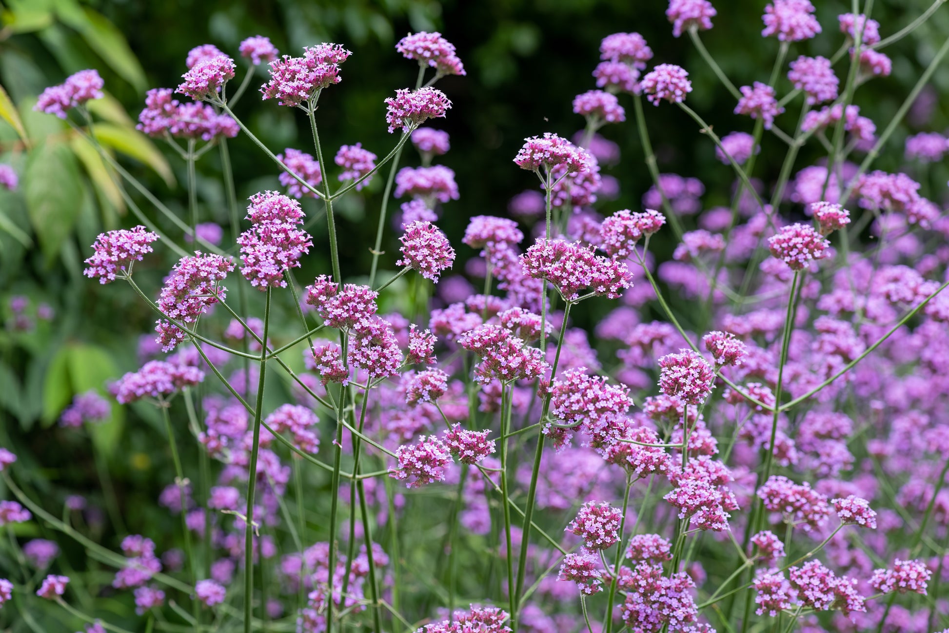 plants in buenos aires 150 BUENOS AIRES VERBENA Brazilian Purple Bonariensis Patagonica Flower Seeds
