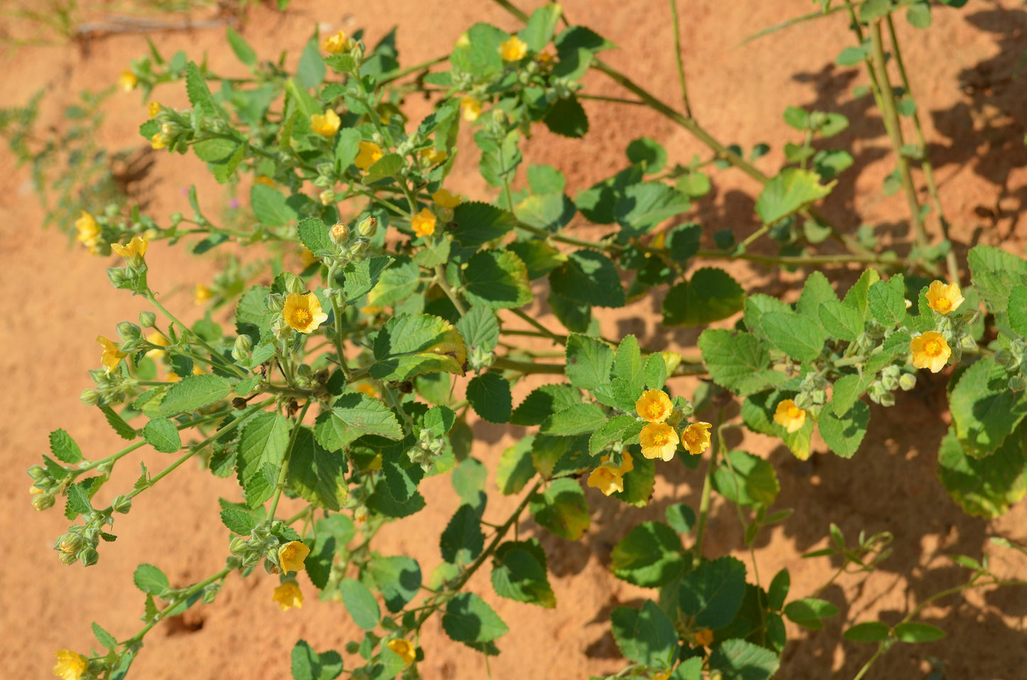 100 COUNTRY MALLOW (Bala / Flannel Weed) Sida Cordifolia Flower Seeds