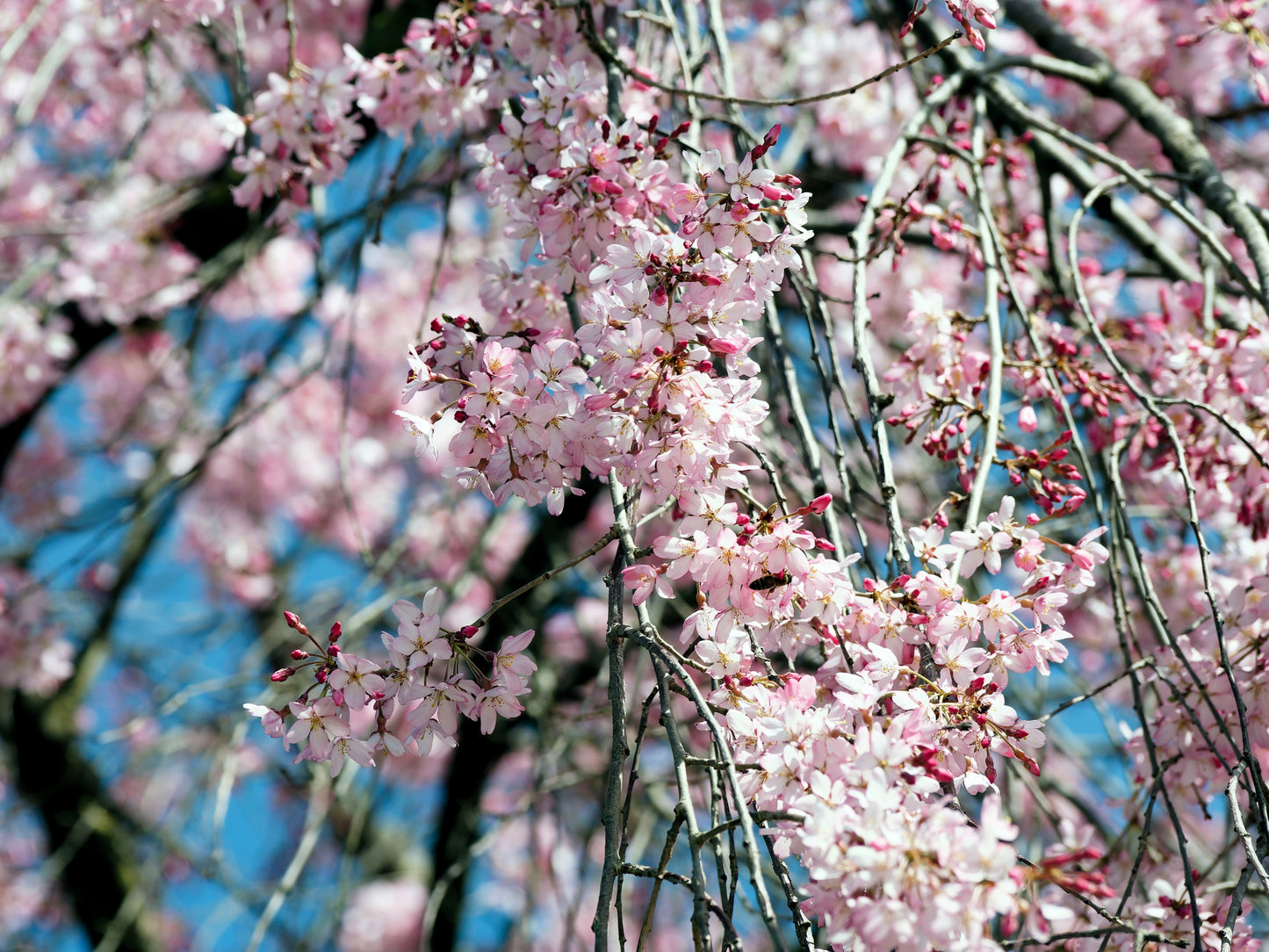 10 WEEPING HIGAN CHERRY Tree Japanese Prunus Subhirtella Pendula Pink Flower Seeds