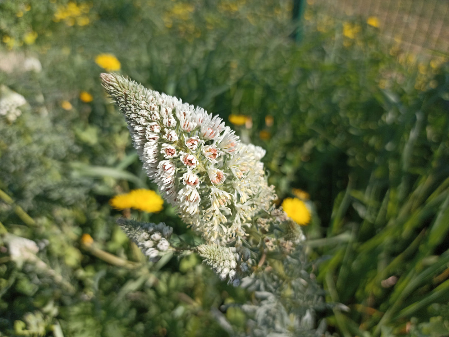 200 WHITE MIGNONETTE Reseda Alba Very FRAGRANT Flower Seeds