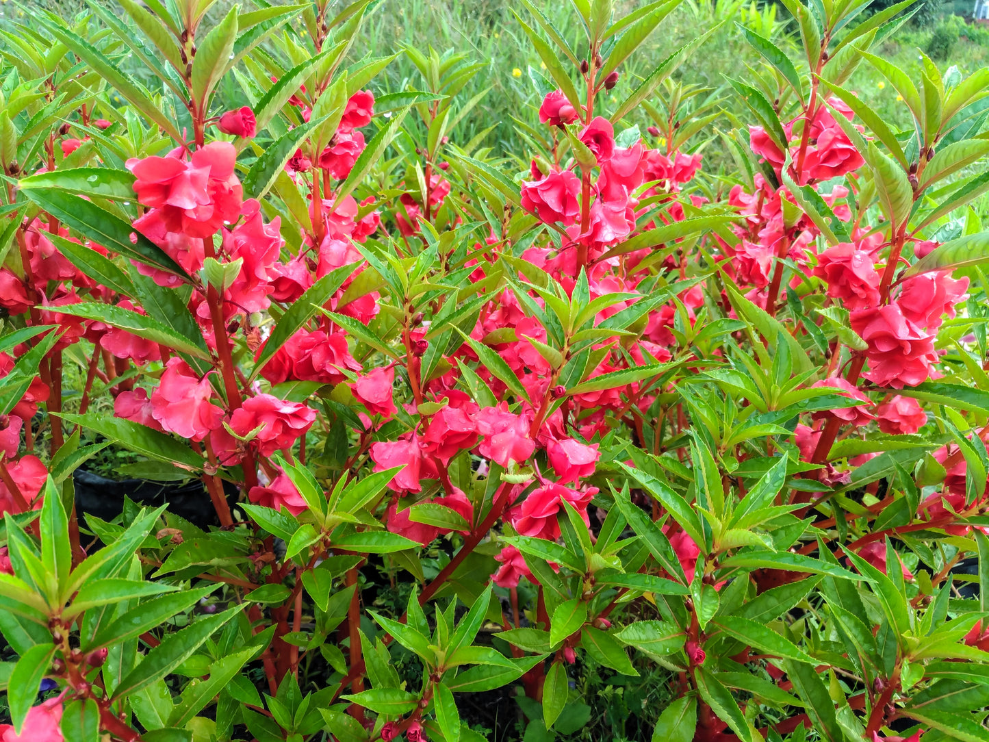 100 IMPATIENS (Balsam / Lady Slipper / Touch Me Not) Impatiens Balsamina Flower Seeds