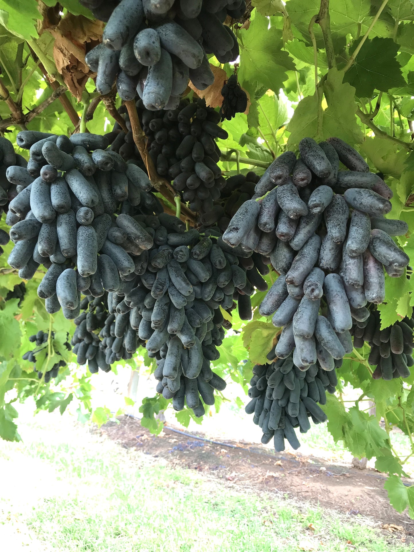 5 BLACK FINGER GRAPE Vitis Viniferia Fruit Vine Seeds