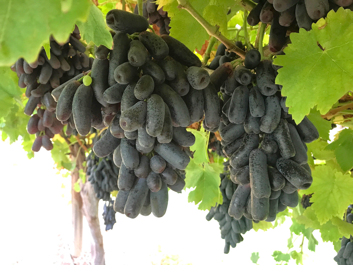 5 BLACK FINGER GRAPE Vitis Viniferia Fruit Vine Seeds