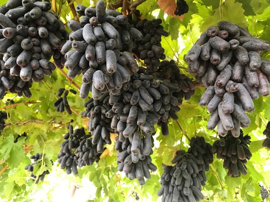 5 BLACK FINGER GRAPE Vitis Viniferia Fruit Vine Seeds