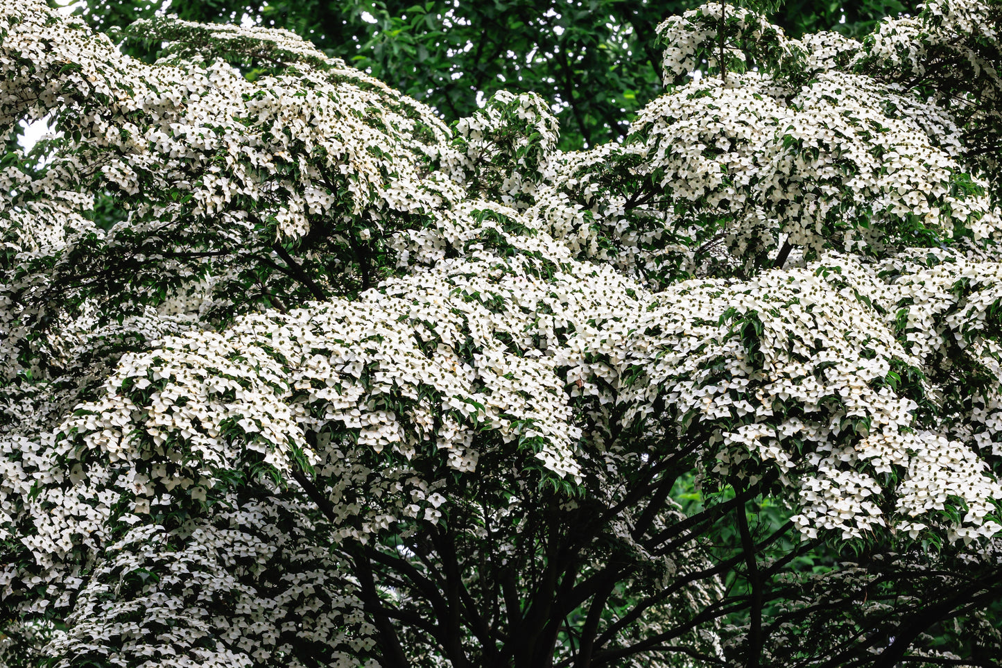 5 Flowering WHITE KOUSA DOGWOOD Cornus Kousa Tree Seeds