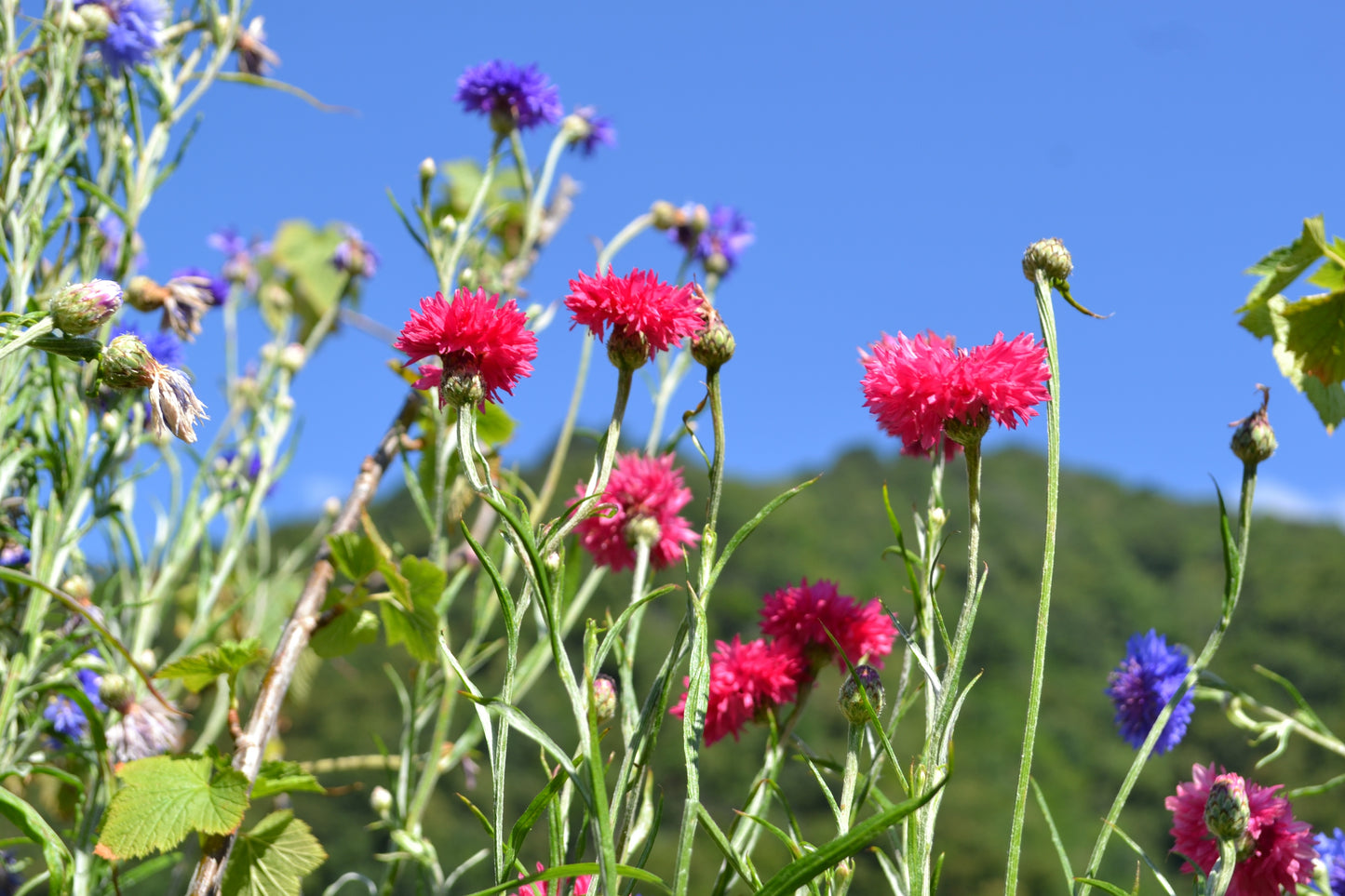 750 Red BACHELOR'S BUTTON / CORNFLOWER Centaurea Cyanus Flower Seeds