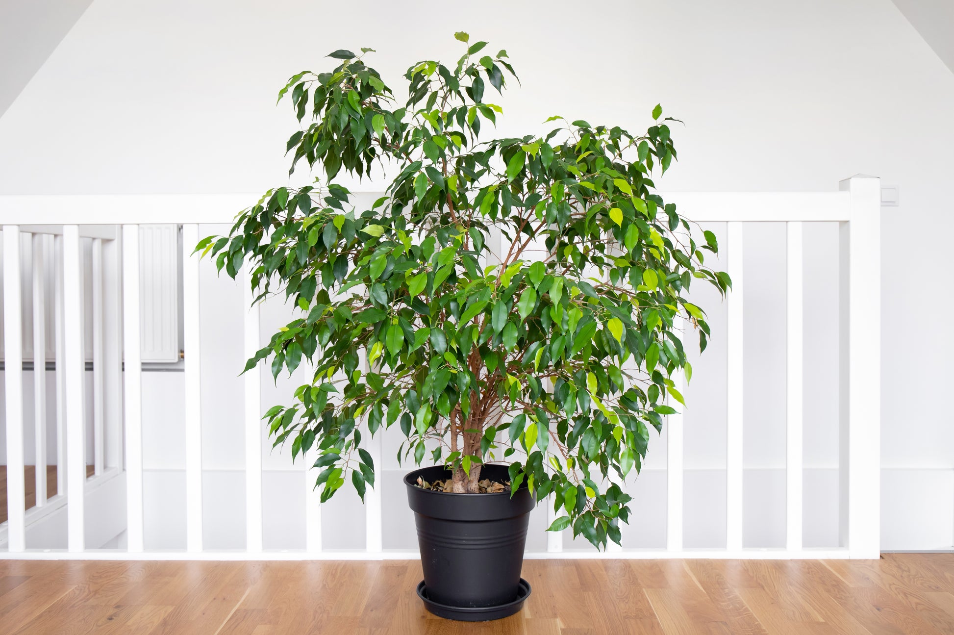 house plant fig 50 WEEPING FIG Ficus Benjamina Benjamin Indian Rubber Tree Houseplant – Seedville USA
