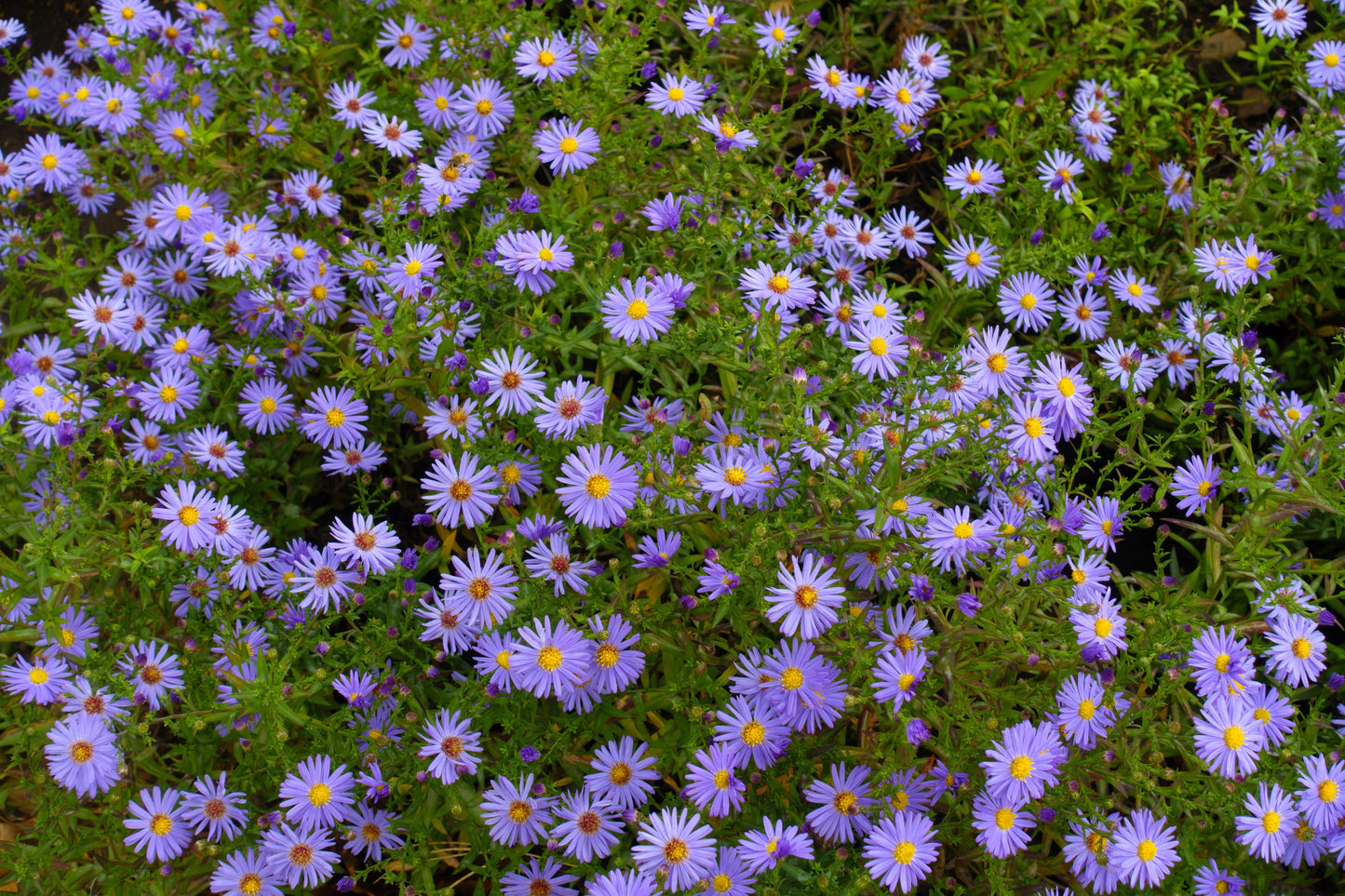 50 Blue RICE BUTTON ASTER Dumosus Flower Seeds