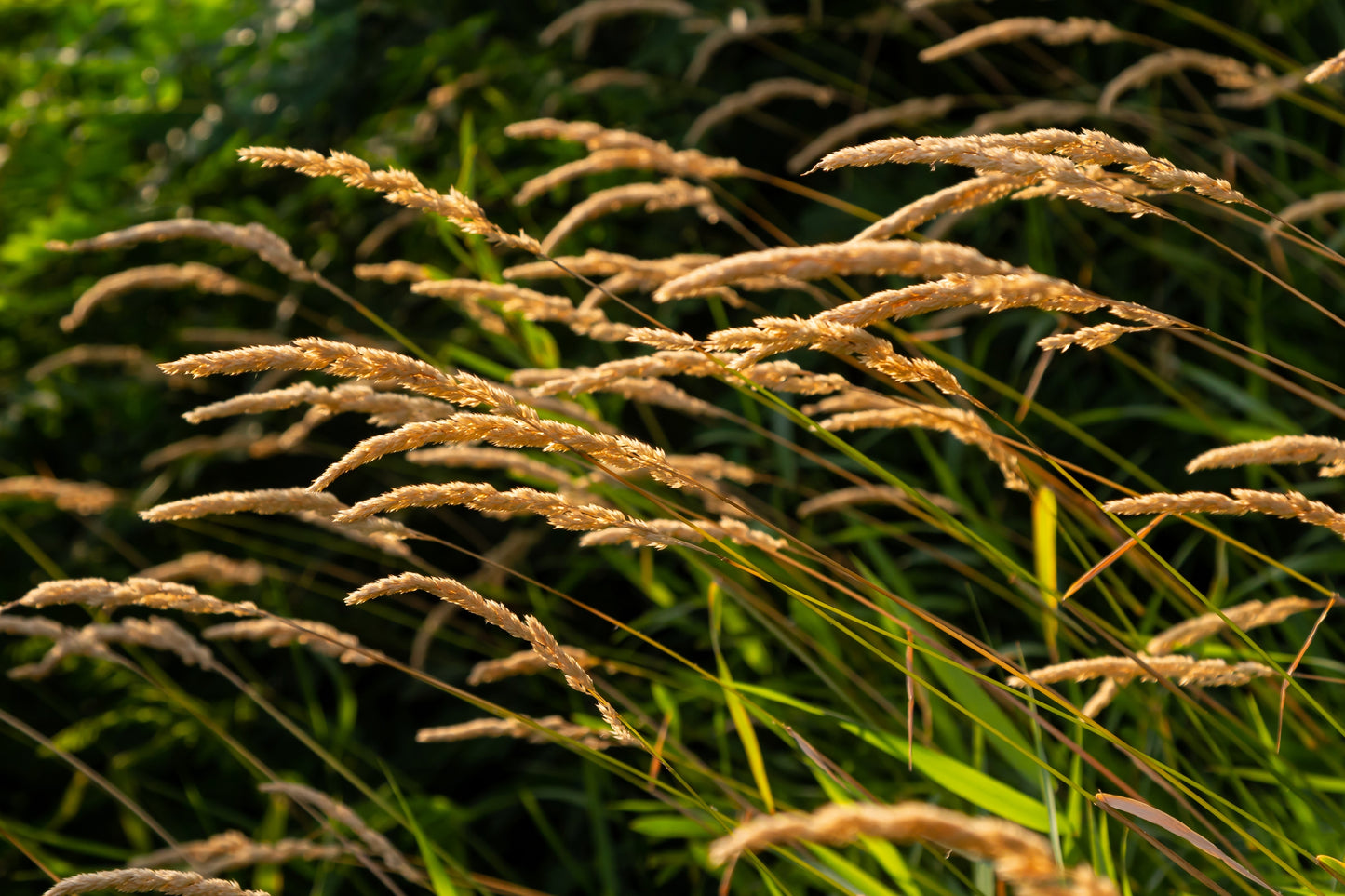 150 SWEET VERNAL GRASS Sweet Grass Vanilla Grass Anthoxanthum Odoratum Fragrant Vernalgrass Ornamental Craft Seeds