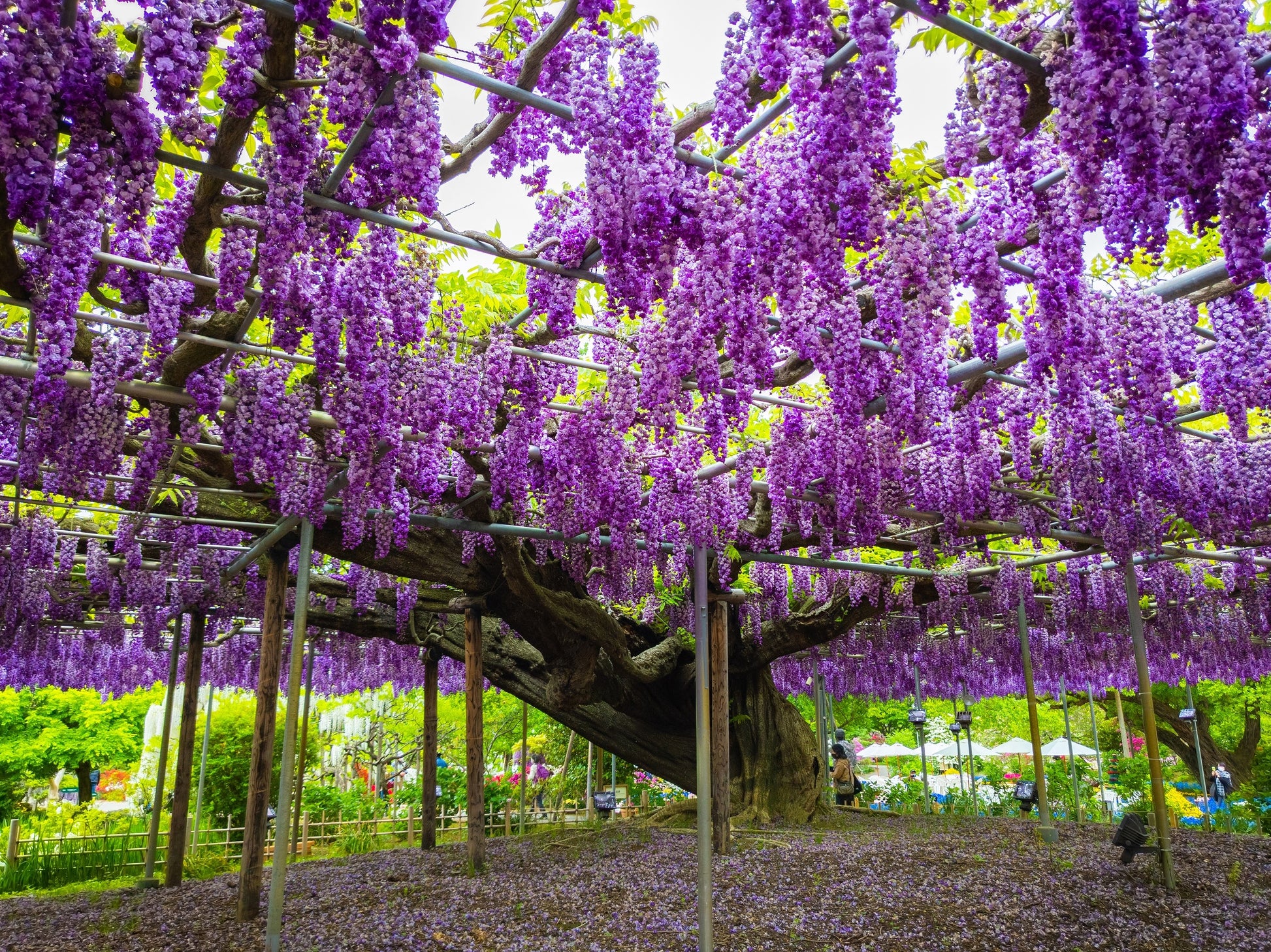 lavender wisteria tree 5 JAPANESE WISTERIA Floribunda Flower Purple Ornamental Vine Climber Seeds