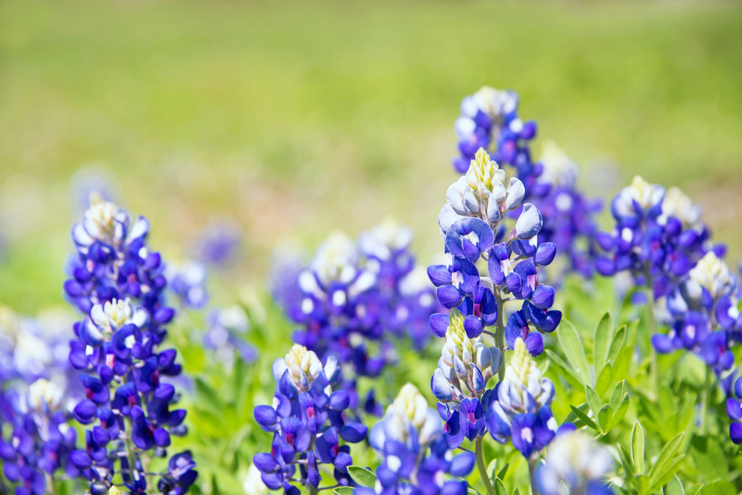 150 TEXAS BLUEBONNET LUPINE Lupinus Texensis Flower Seeds