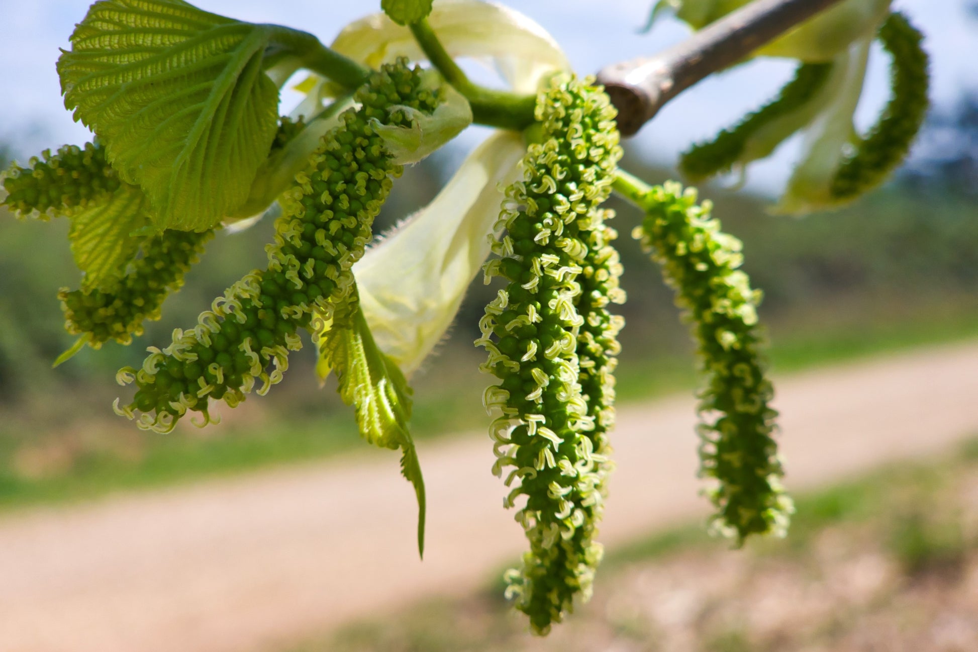 planting mulberry seeds 15 Red MULBERRY Morus Rubra Black Fruit Shrub Tree Seeds – Seedville USA