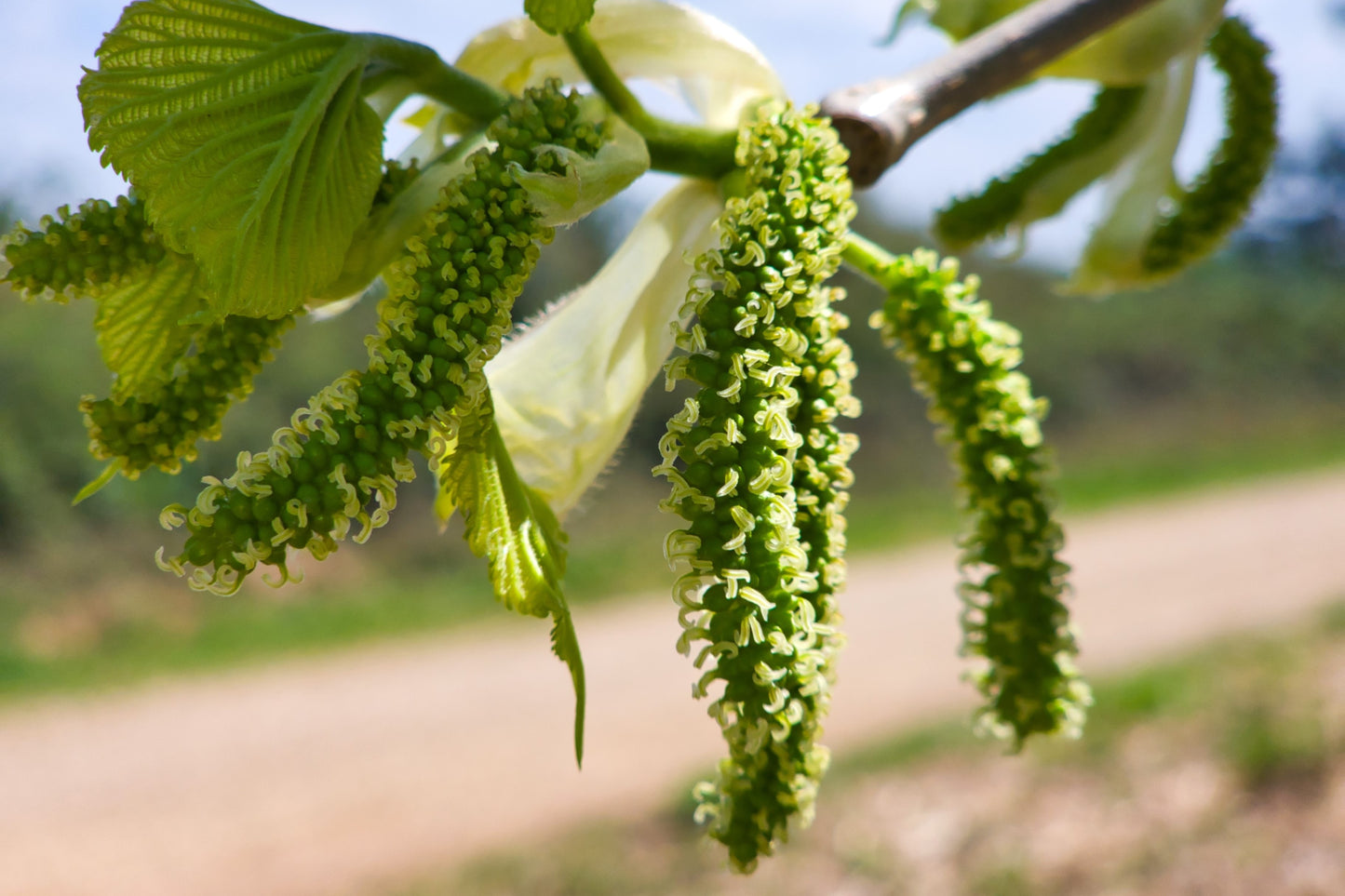 15 Red MULBERRY Morus Rubra Black Fruit Shrub Tree Seeds