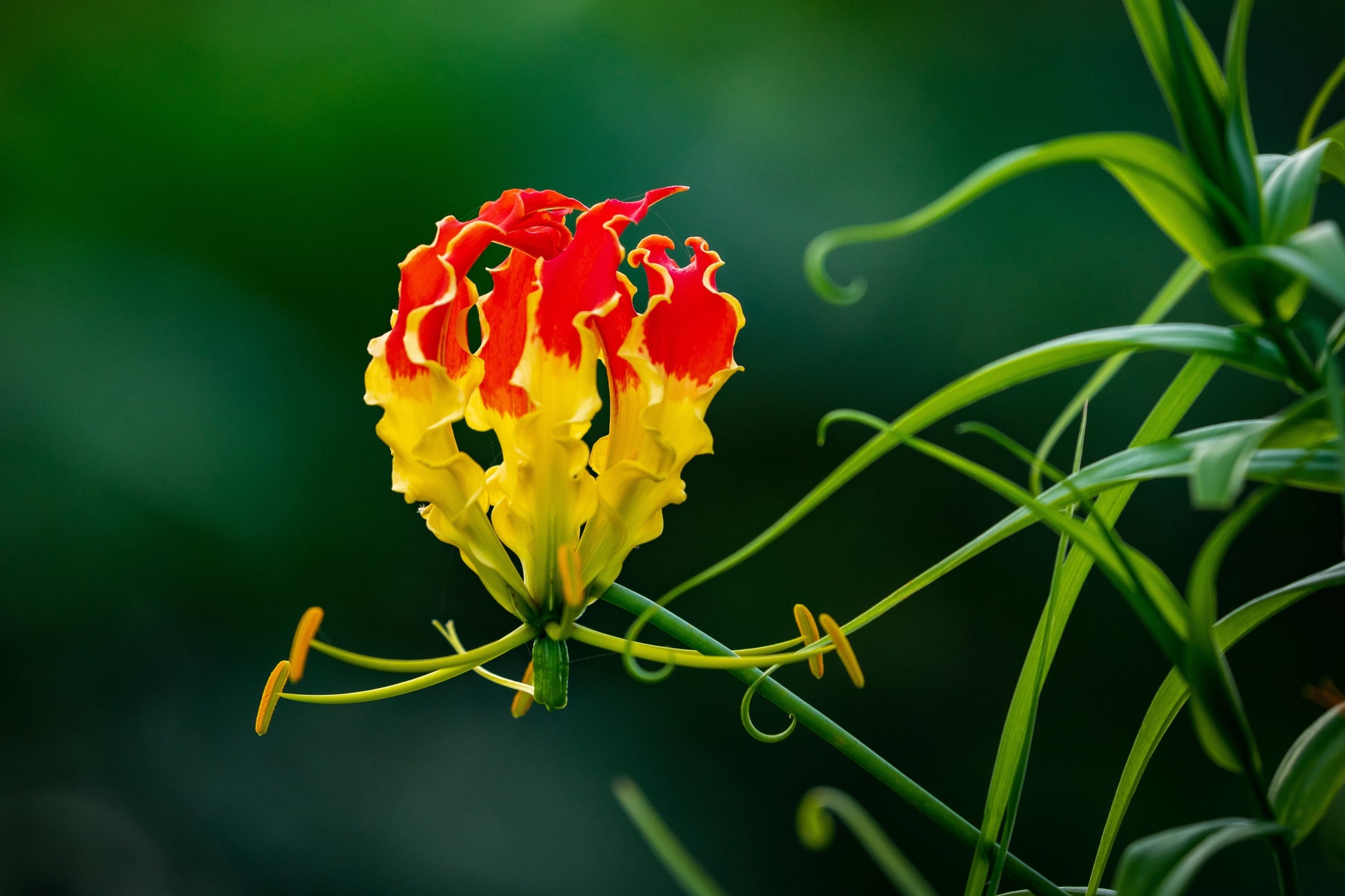 picture of flame lily flower 10 RED GLORIOSA LILY Flame Lily Gloriosa Superba Red & Yellow Flower V – Seedville USA