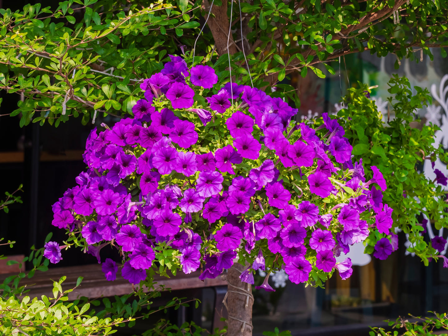 200 Purple LAURA BUSH PETUNIA Violacea Integrifolia Violet Perennial Trumpet Flower Seeds