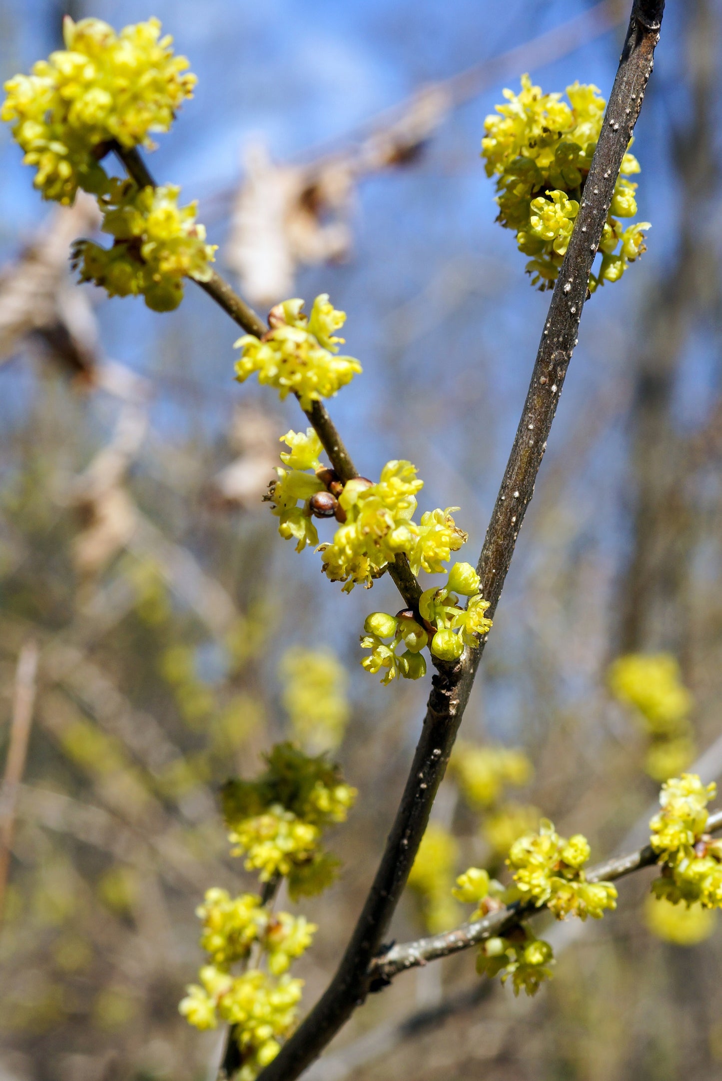 10 SPICEBUSH Wild Allspice Lindera Benzoin Northern Spice Bush Red Berry Yellow Flower Seeds