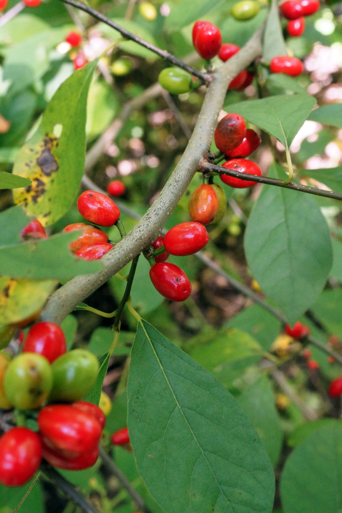 10 SPICEBUSH Wild Allspice Lindera Benzoin Northern Spice Bush Red Berry Yellow Flower Seeds