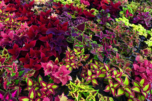 100 Mixed Colors COLEUS RAINBOW MIX Shade Houseplant Solenostemon Flower Seeds