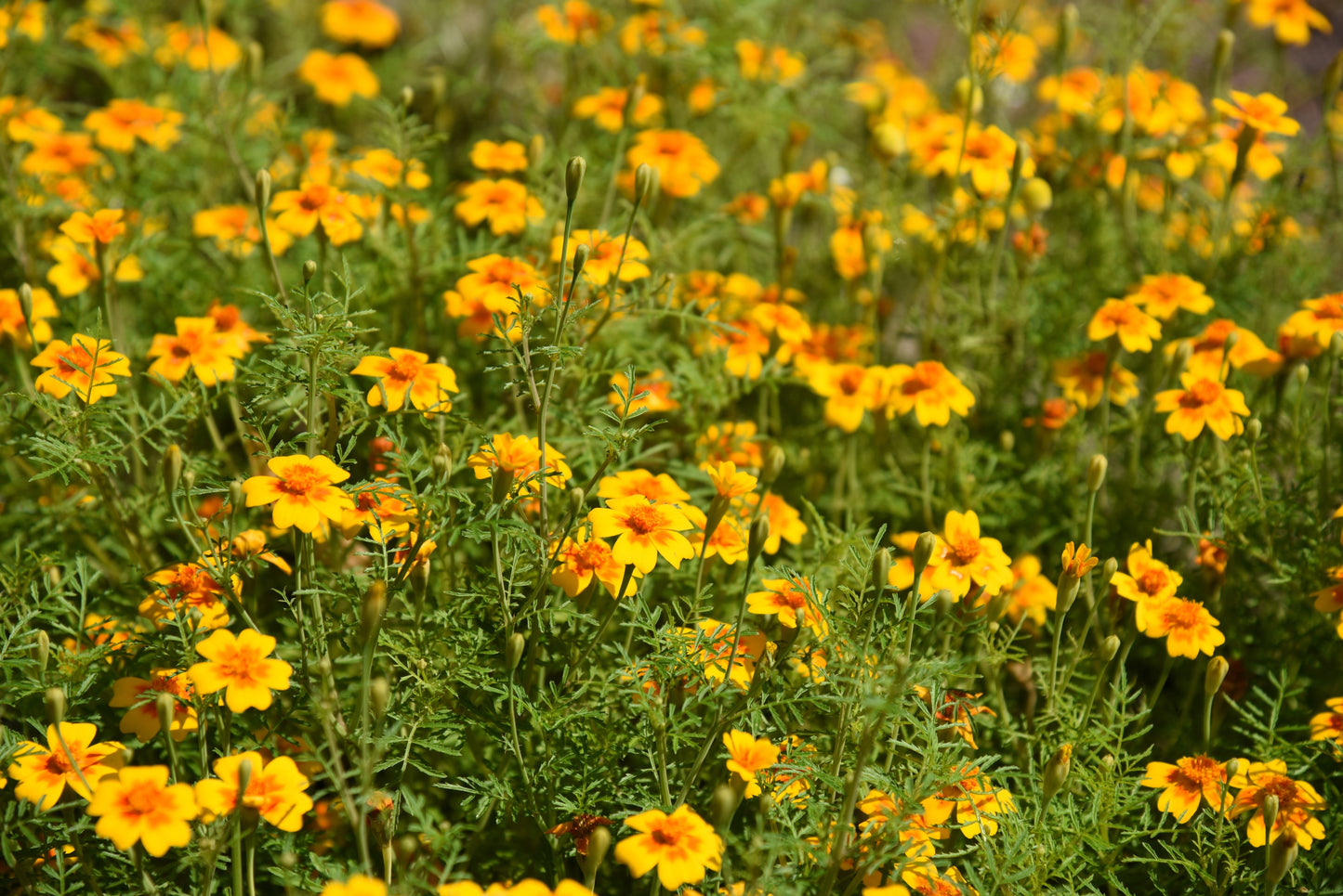 300 MEXICAN Mint MARIGOLD Spanish Tarragon Tagetes Lucida Flower Herb Seeds