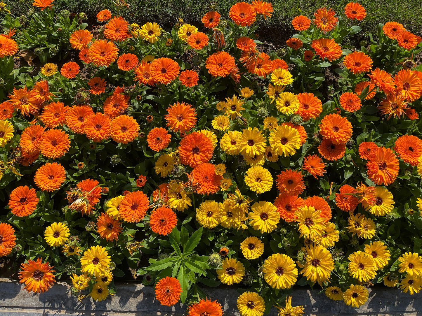 500 Mixed Colors FANCY MIX Pot MARIGOLD Calendula Officinalis Flower Seeds